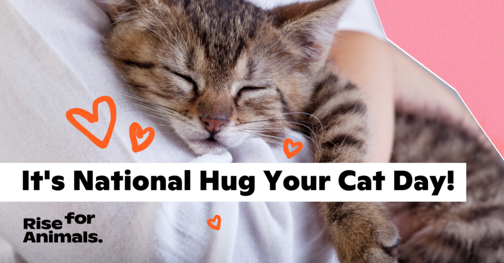 It's National Hug Your Cat Day! Rise for Animals