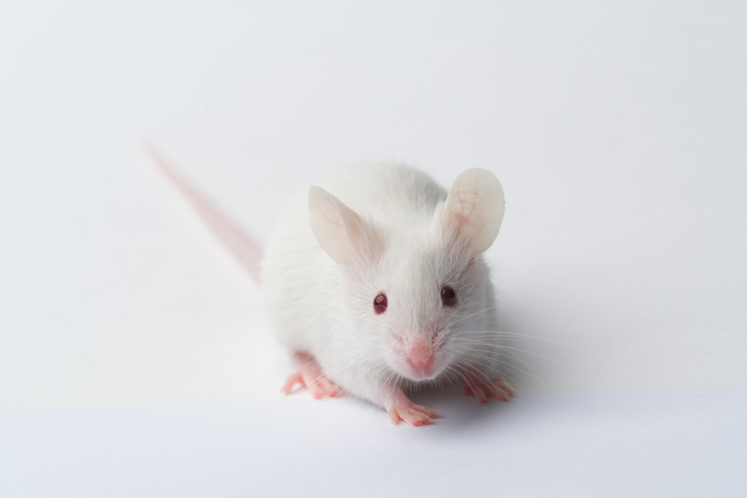 White rodent with red eyes on a white background