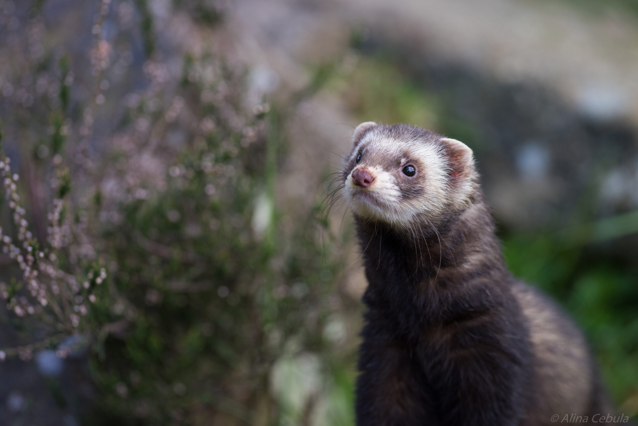 ferret