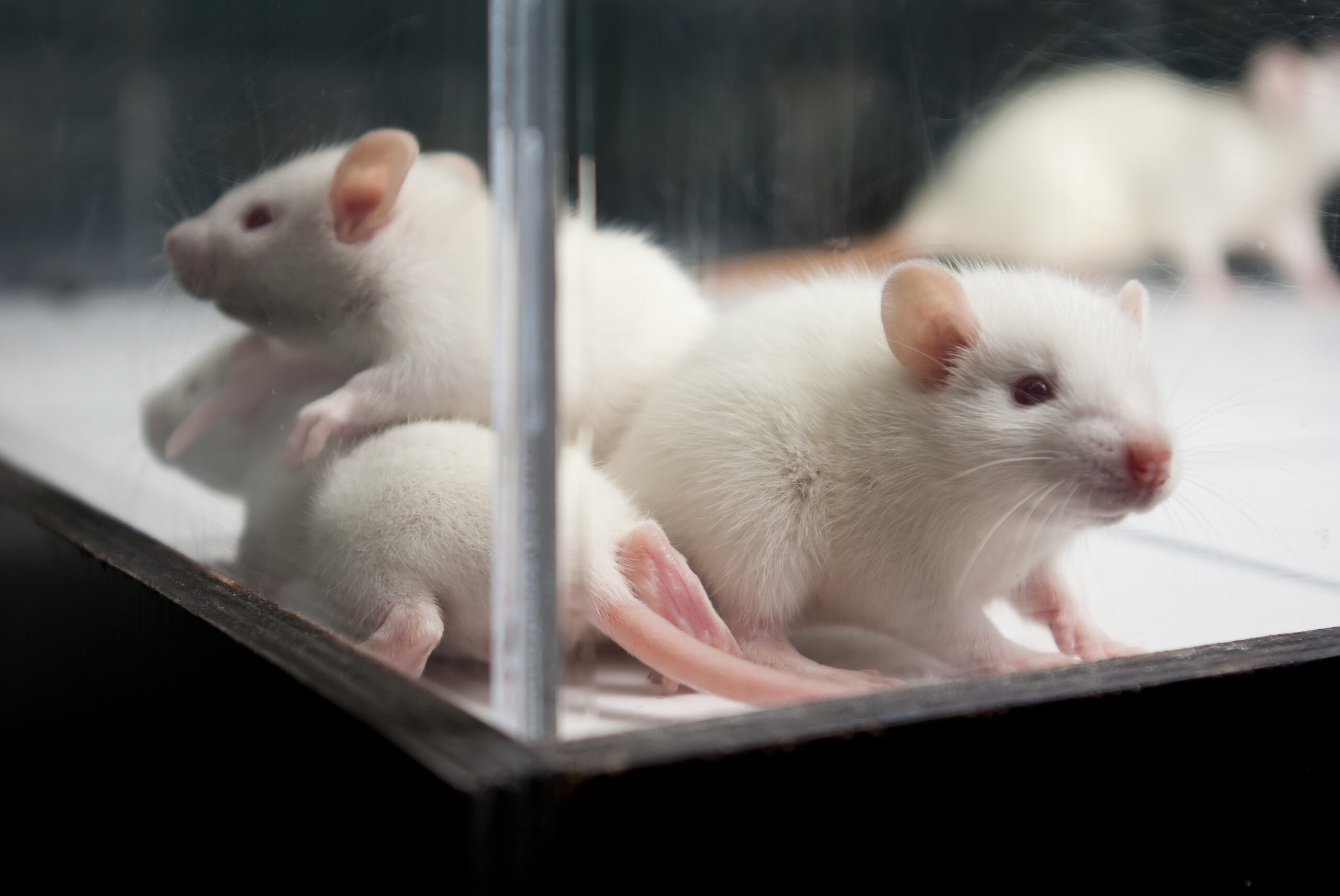 White rodents in an enclosure