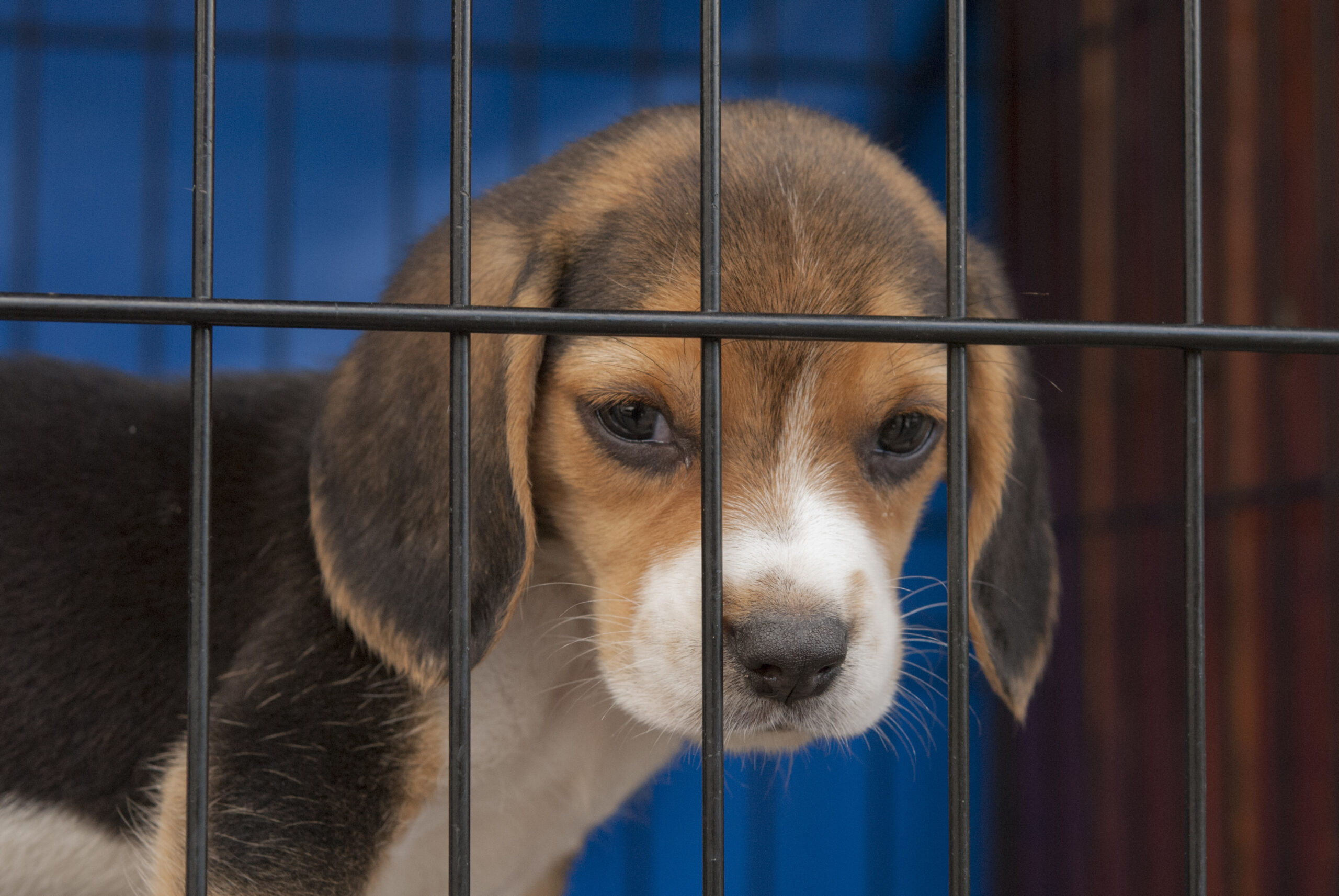 Beagle puppy in a cage