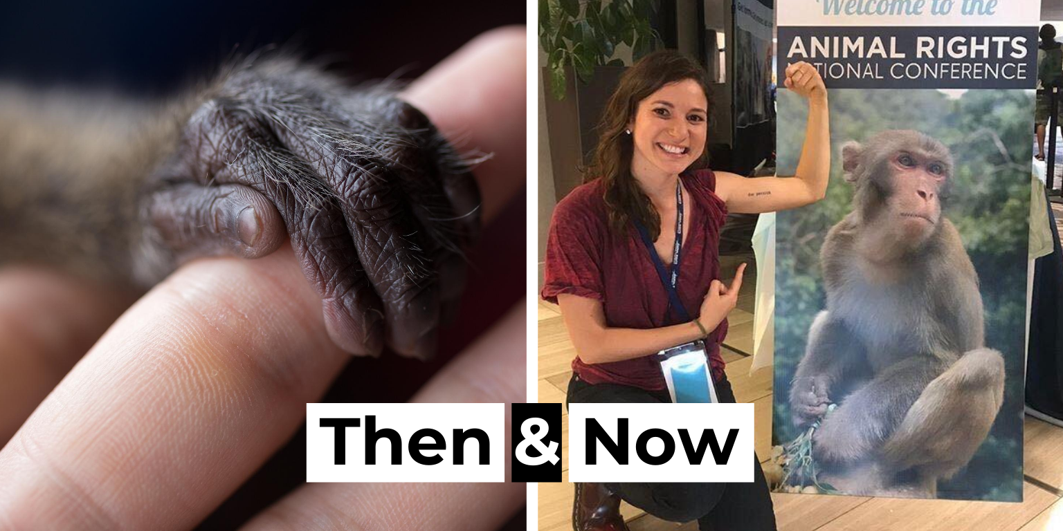 Inside the Monkey Lab Rise for Animals