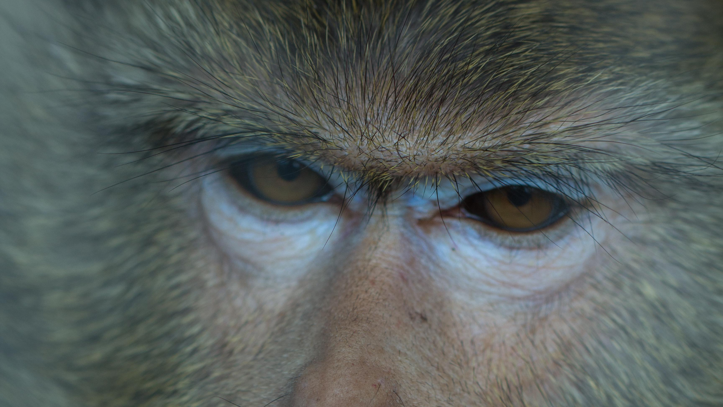 A close-up of a monkey's sad, downturned eyes