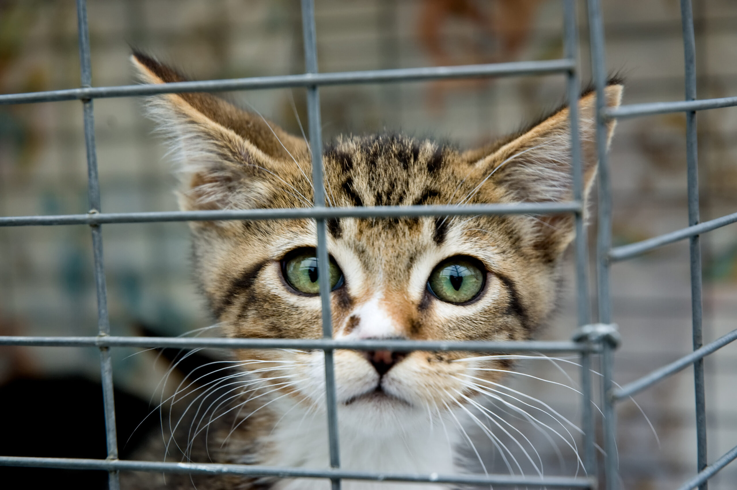 A frightened kitten with green eyes staring out from a cage