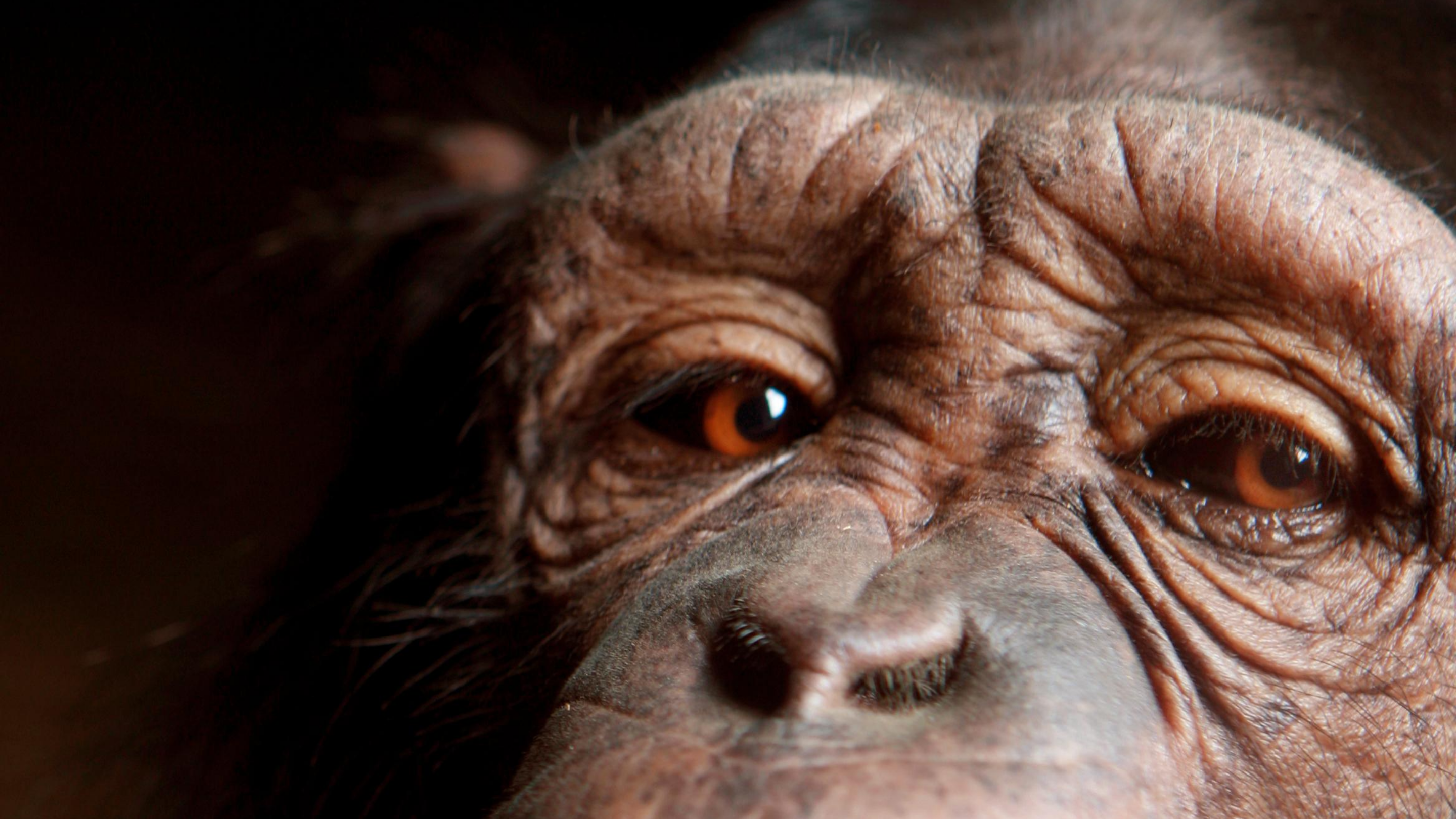 A close-up of a chimpanzee's brown eyes peering at the reader