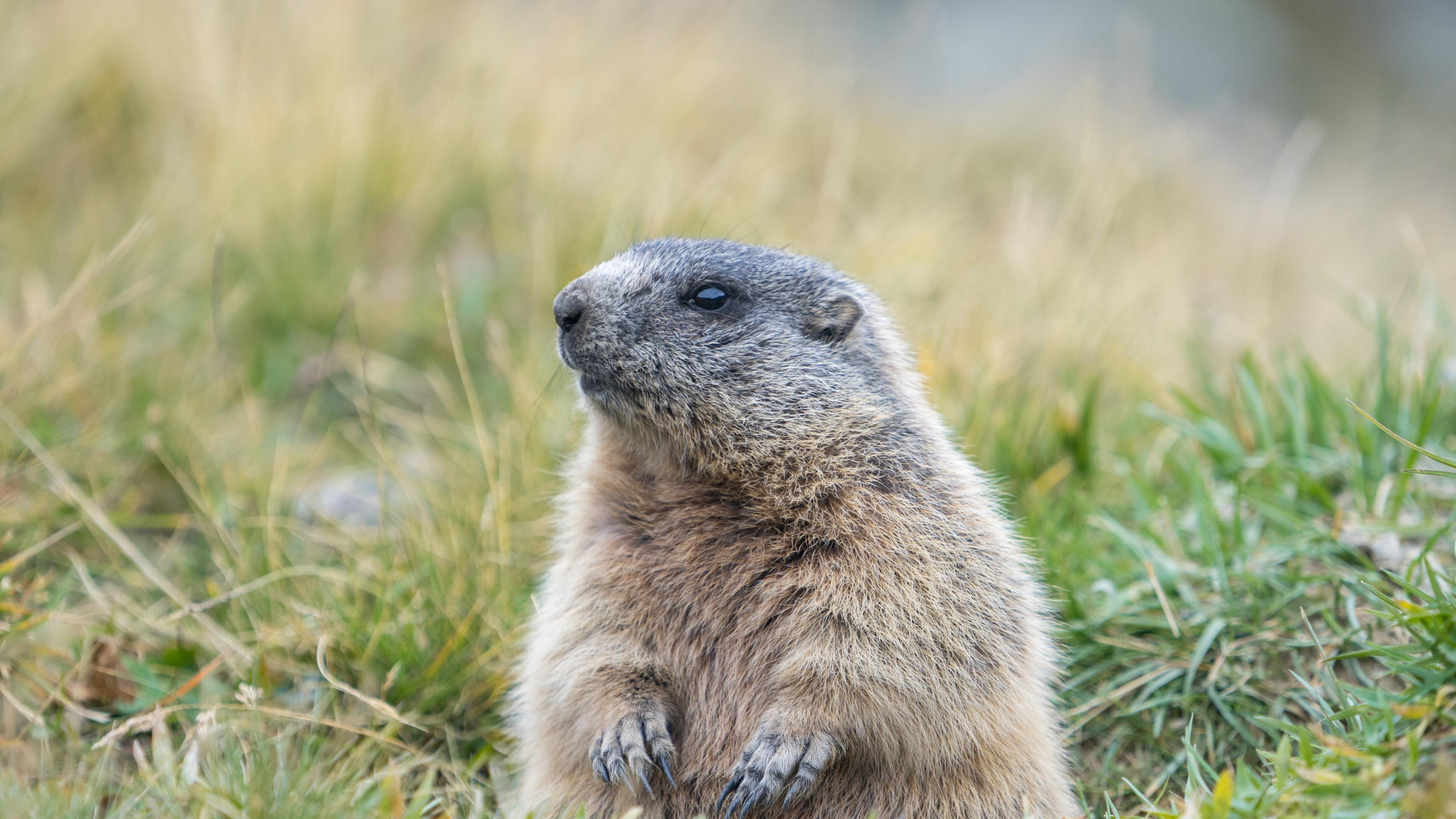 A groundhog peeks his head over grass