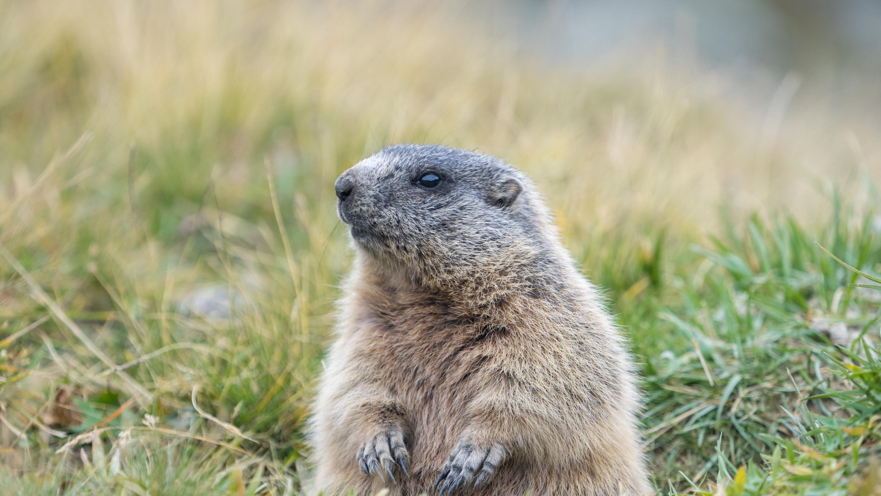 The Disturbing Truth About Lemmings