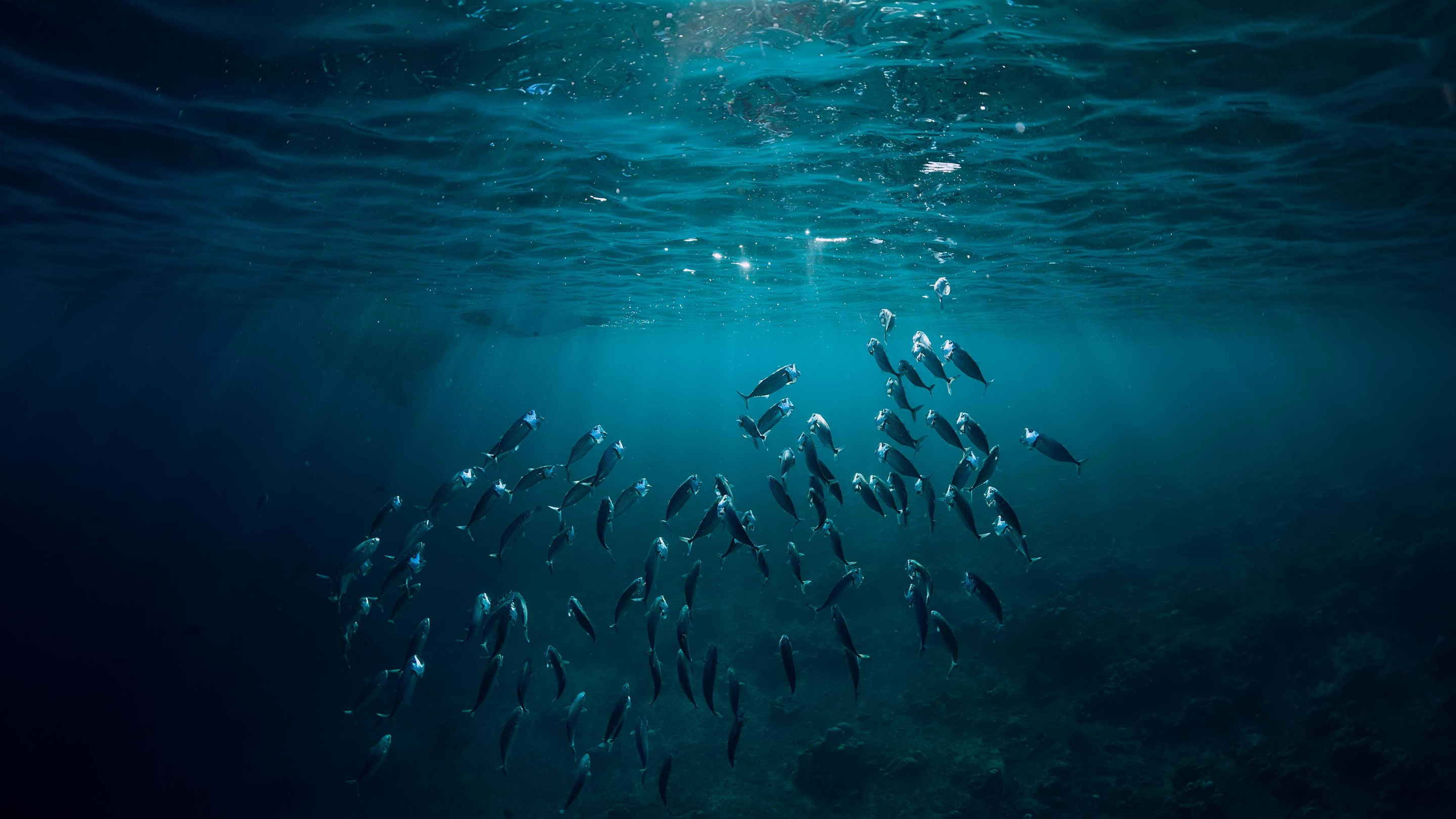 A school of fish swim in deep blue water