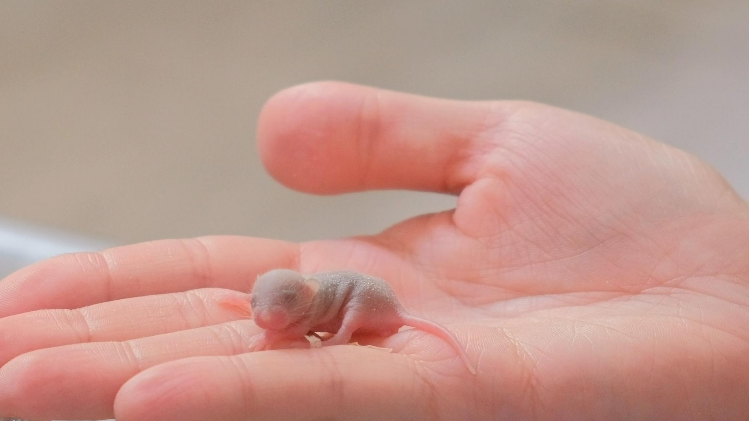 A baby mouse, its skin pink and translucent, curls up in a person's open palm