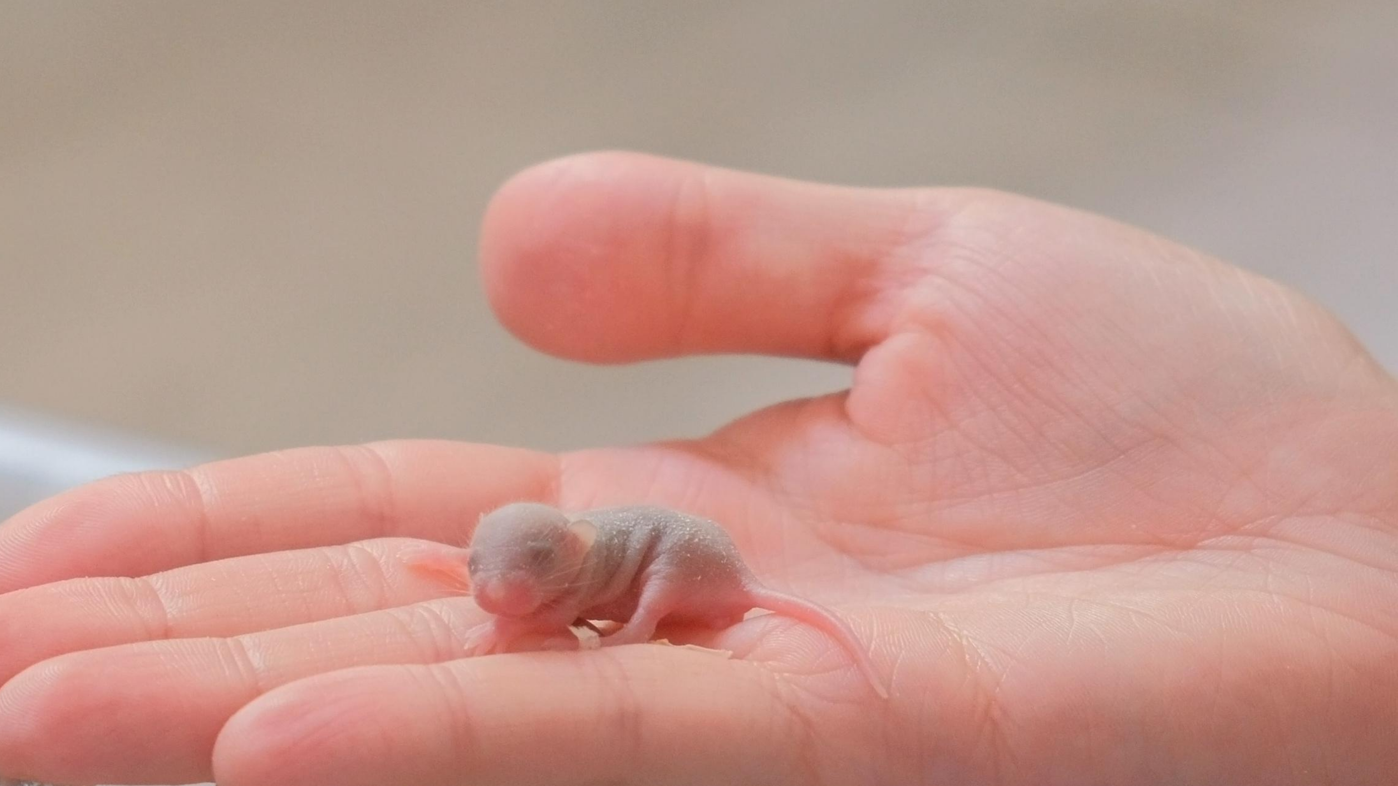 newborn mouse