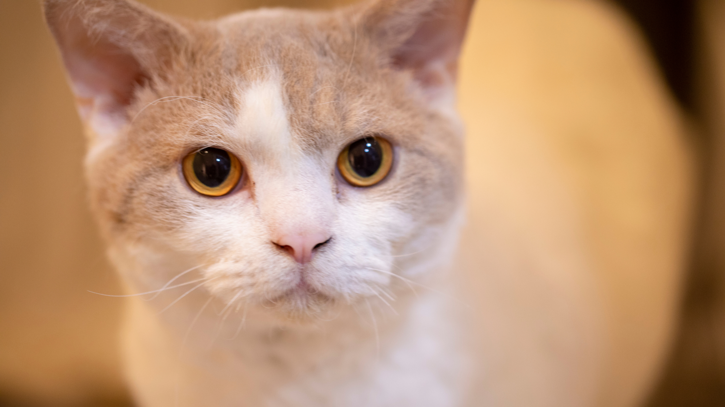 Image of a white-faced cat with amber eyes