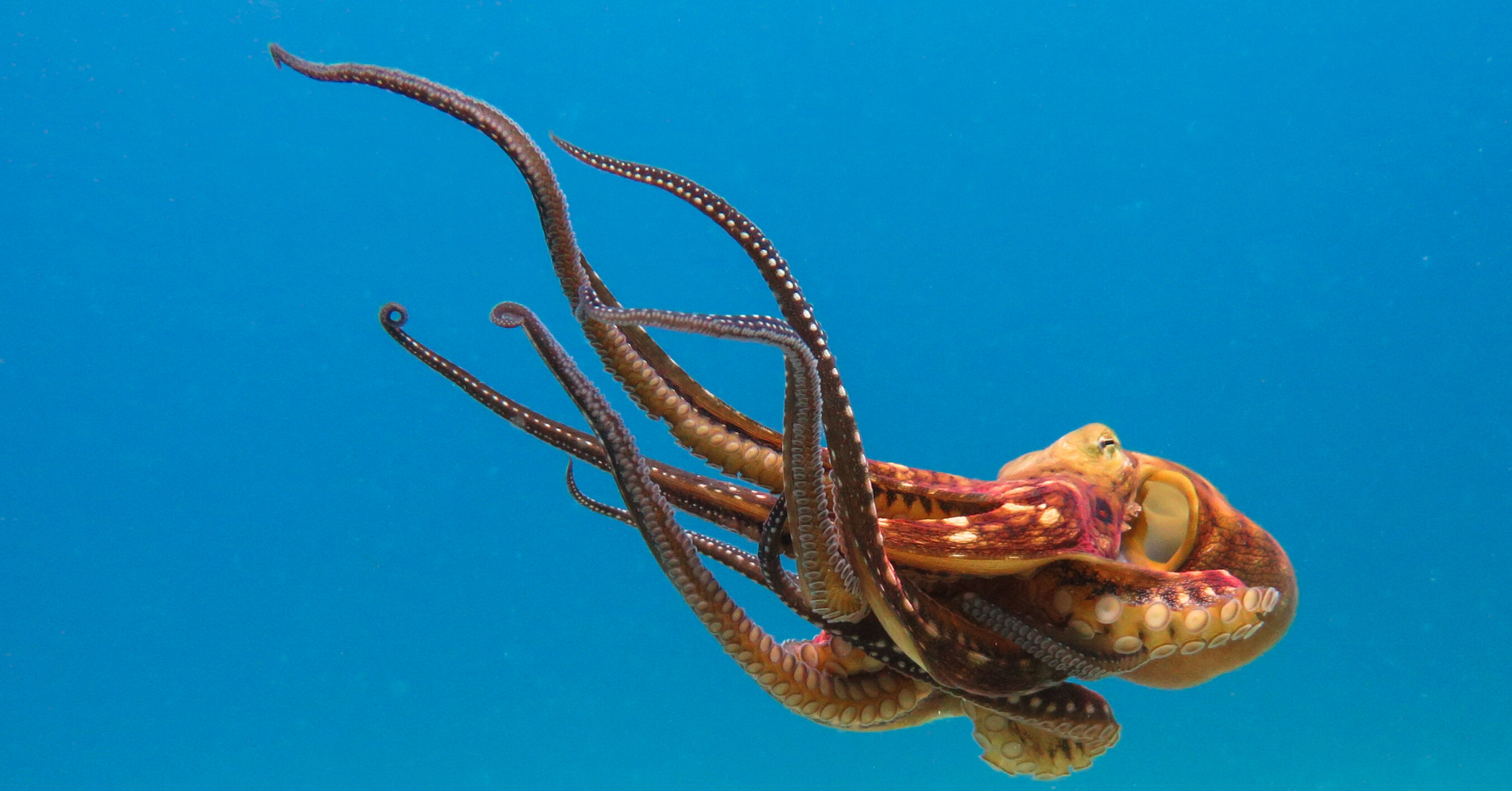 An orange squid floats in blue water