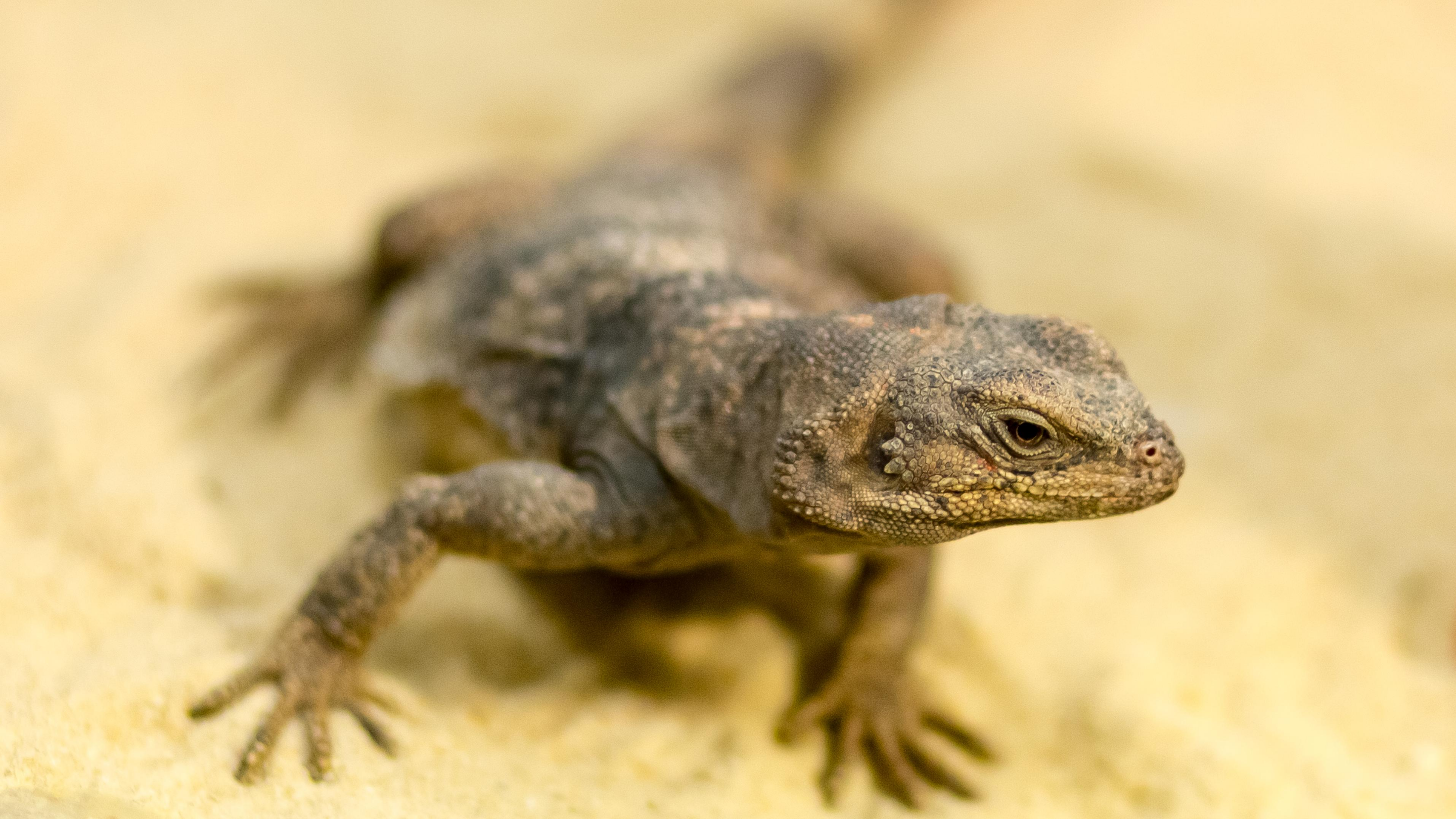 A chuckwalla angles her head towards the viewer