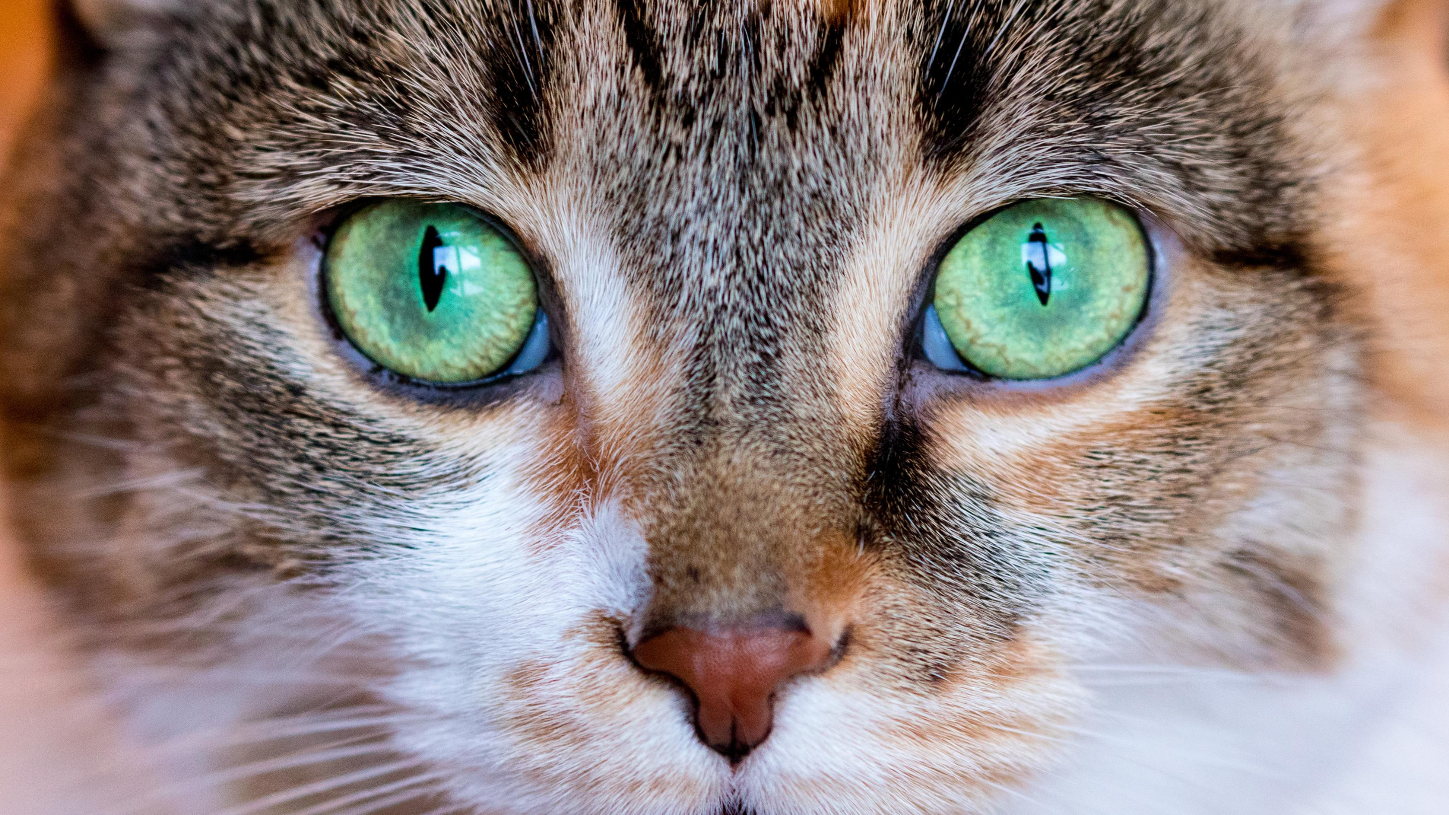 A green eyed cat looking directly into the camera