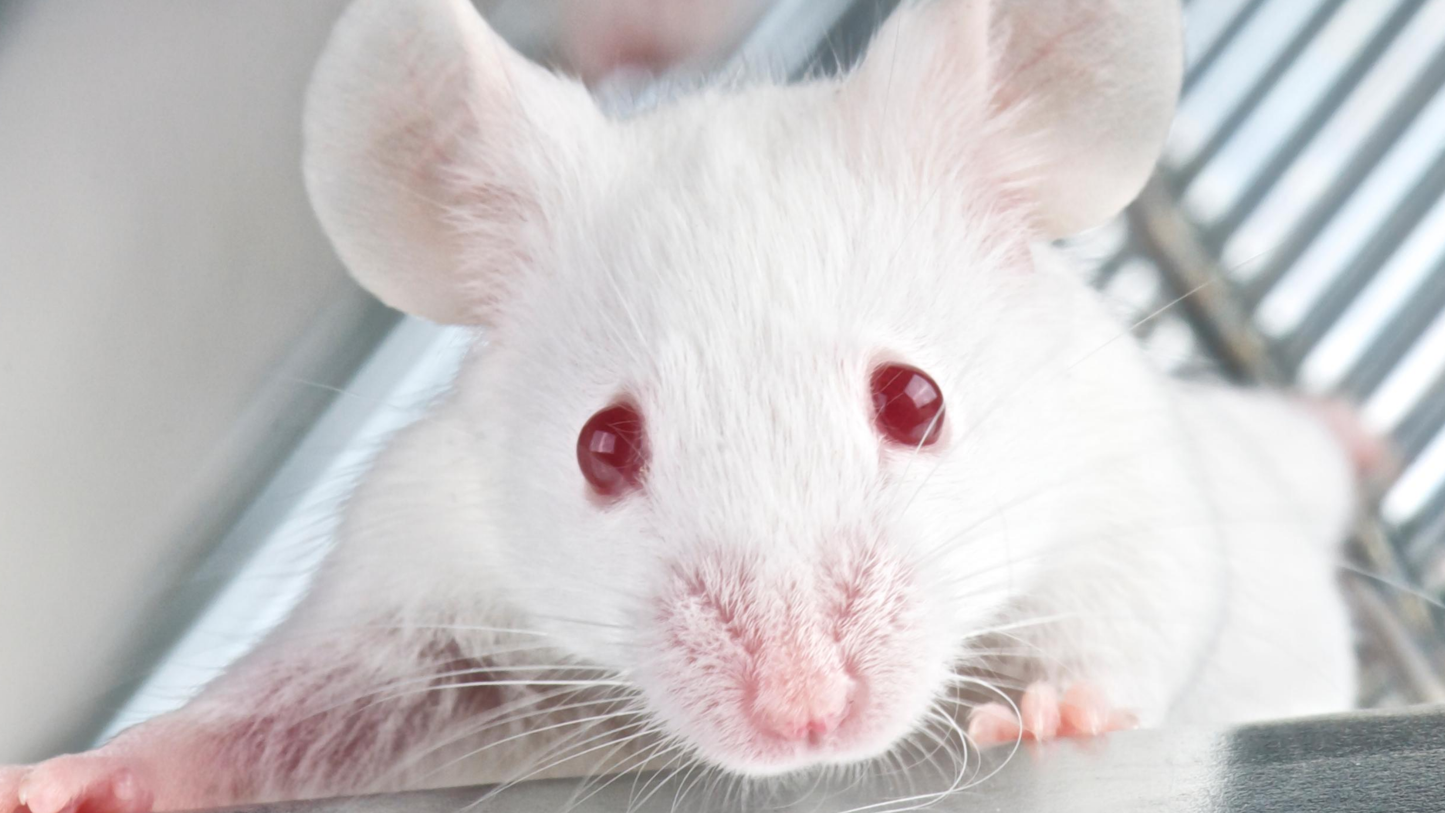 A small white mouse with red eyes peers up from his cage