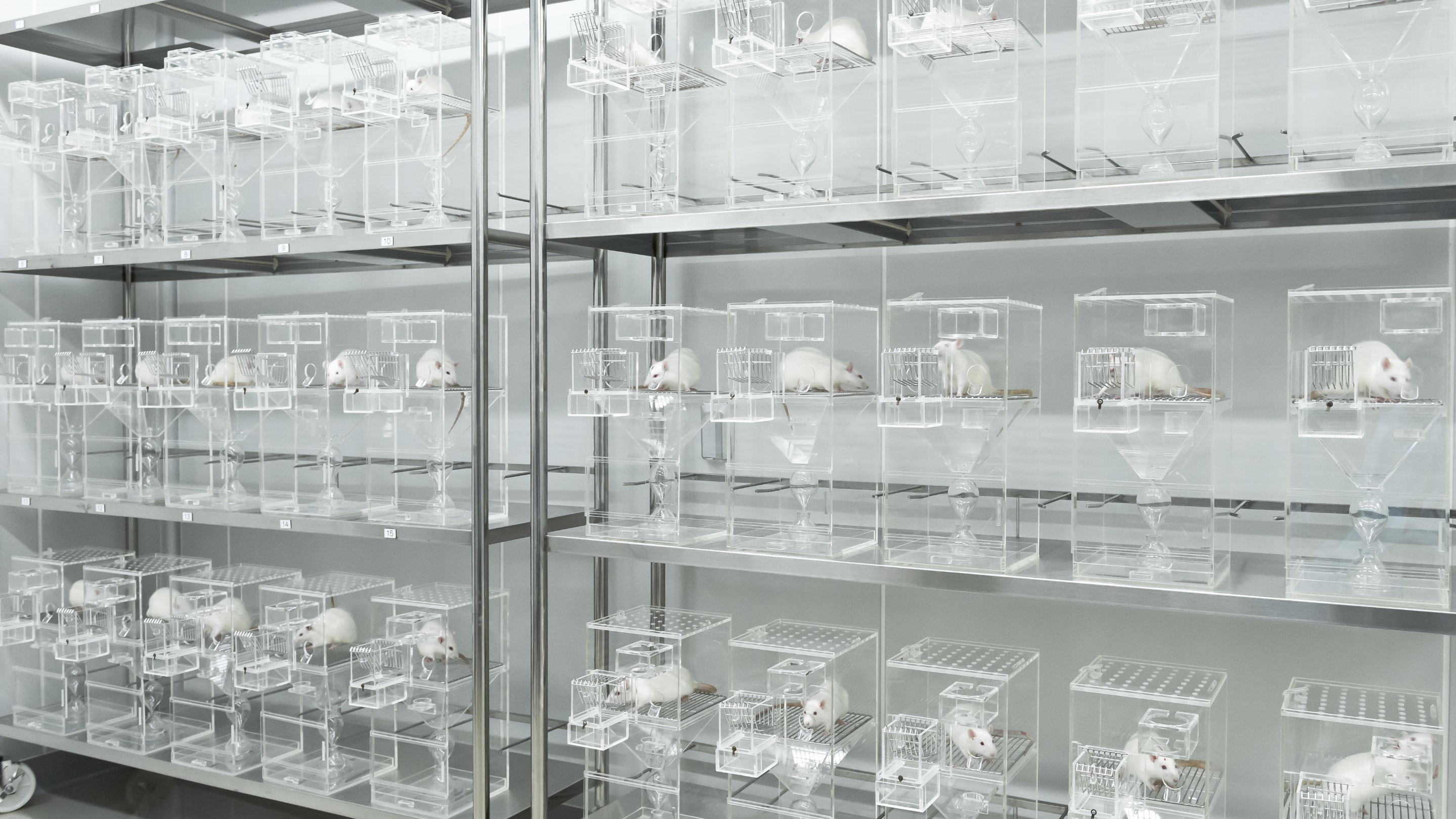 Shelves hold rows and rows of white rats in small, clear plastic cages