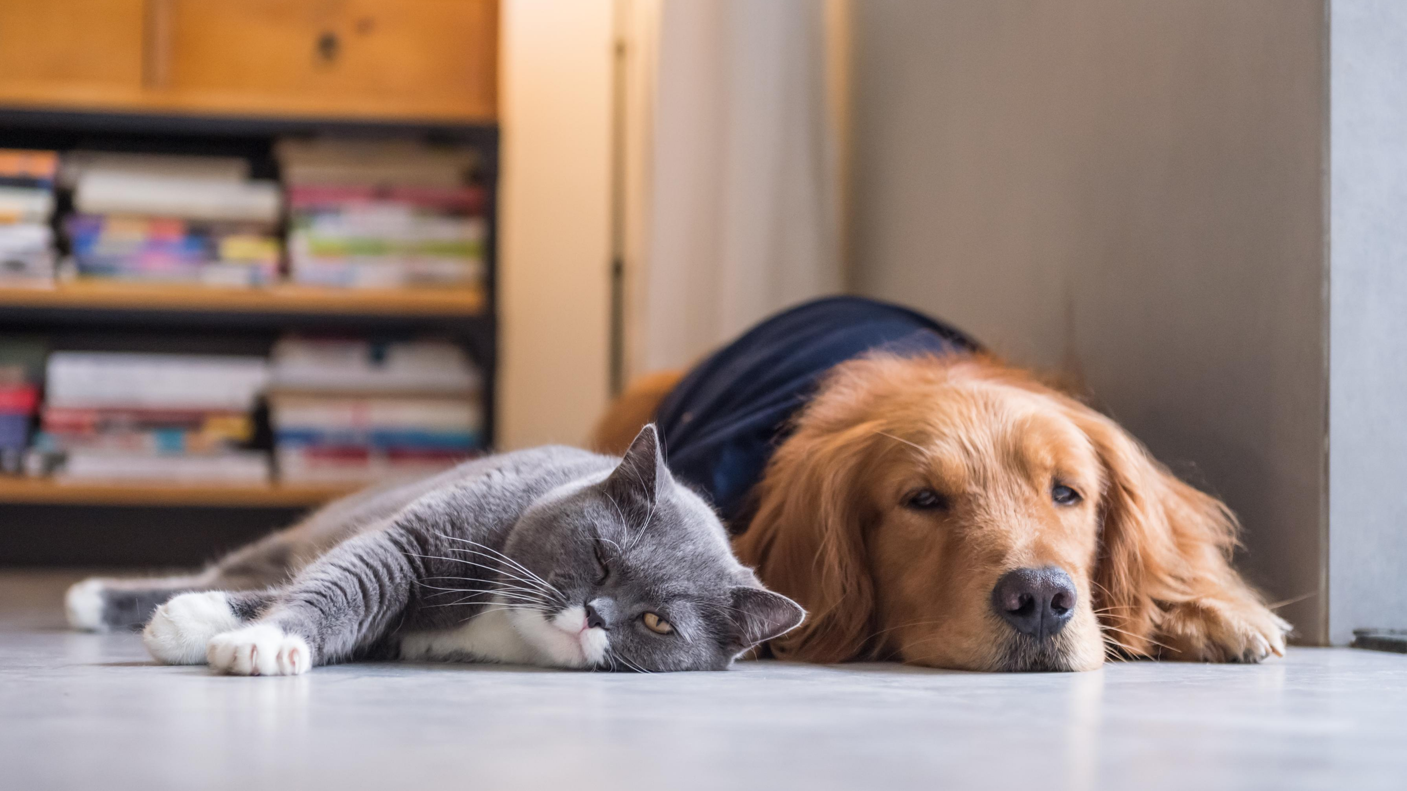 Dog and cat laying side by side