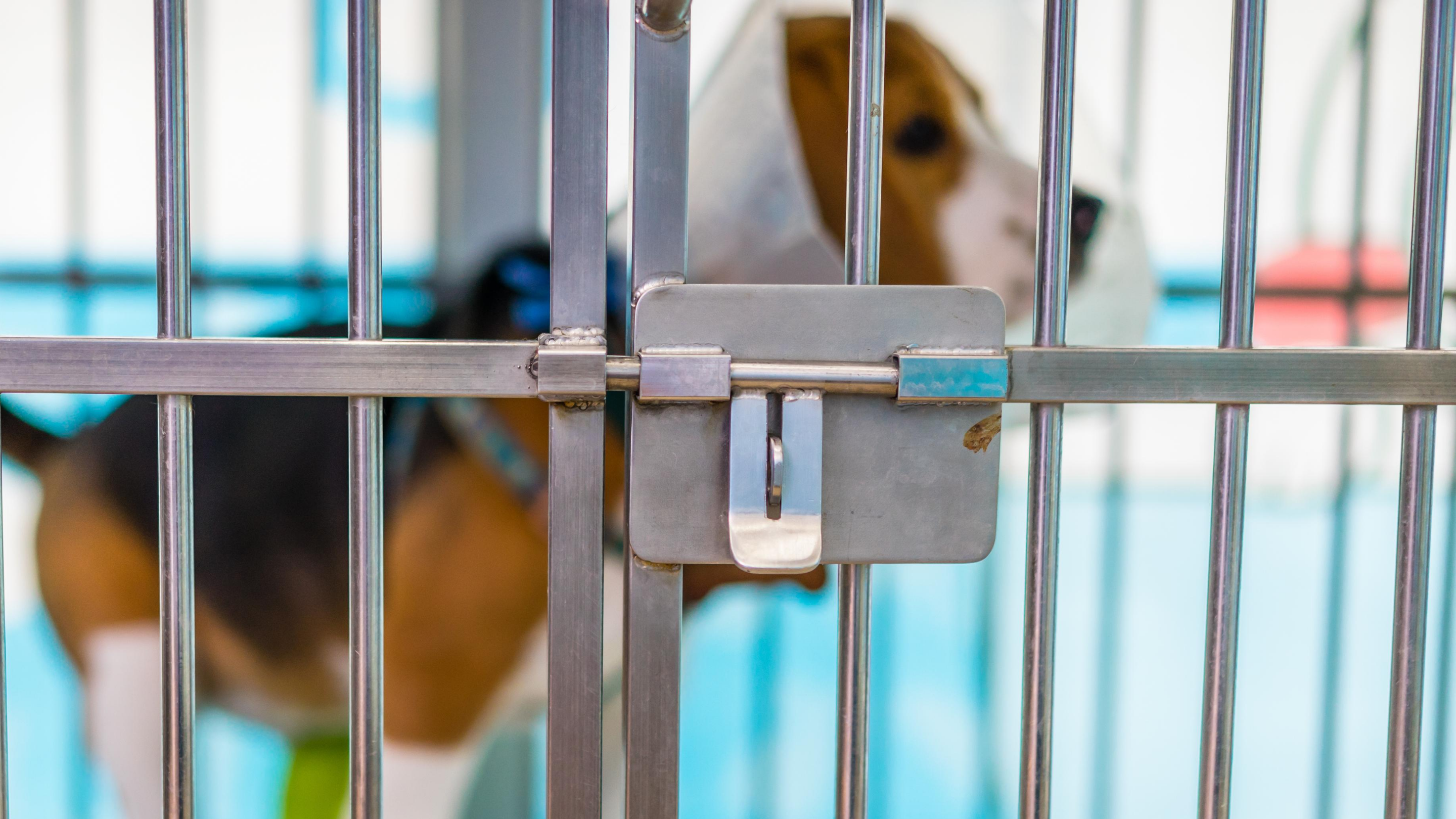 A beagle stands in a metal cage