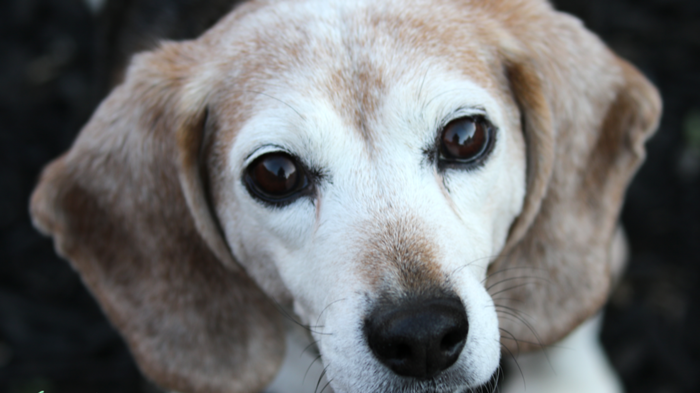 Ellie the beagle looks up, a sweet expression on her greying face