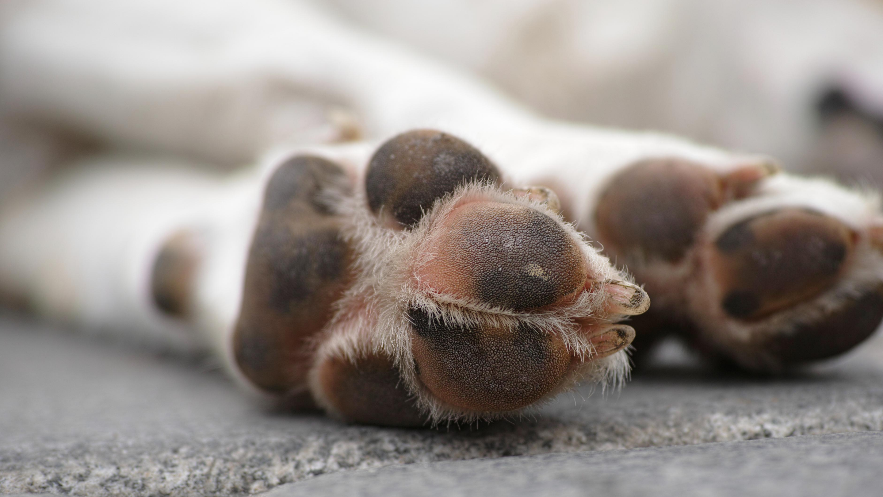 The underside of a dog's paw