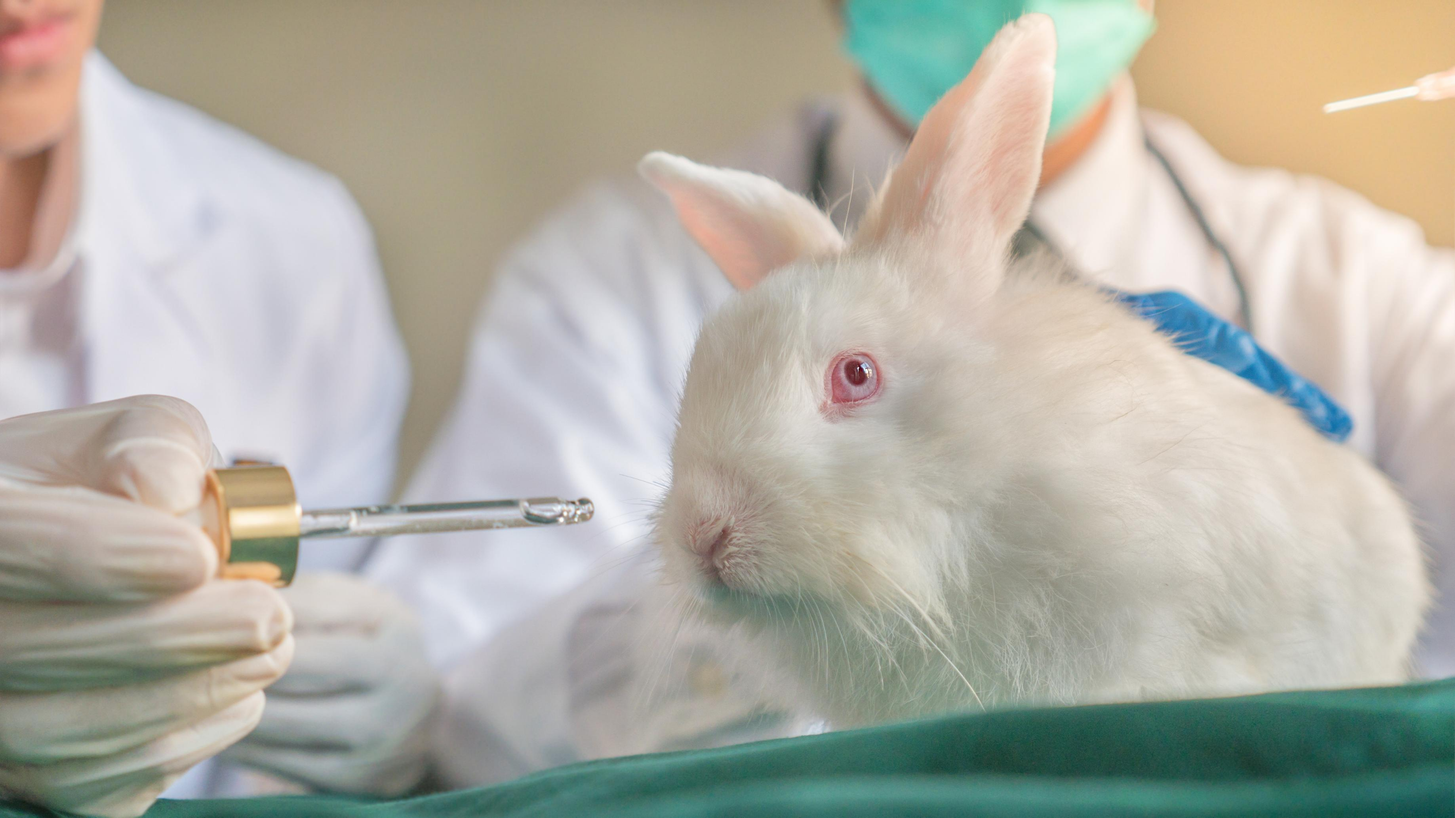 White rabbit in a laboratory