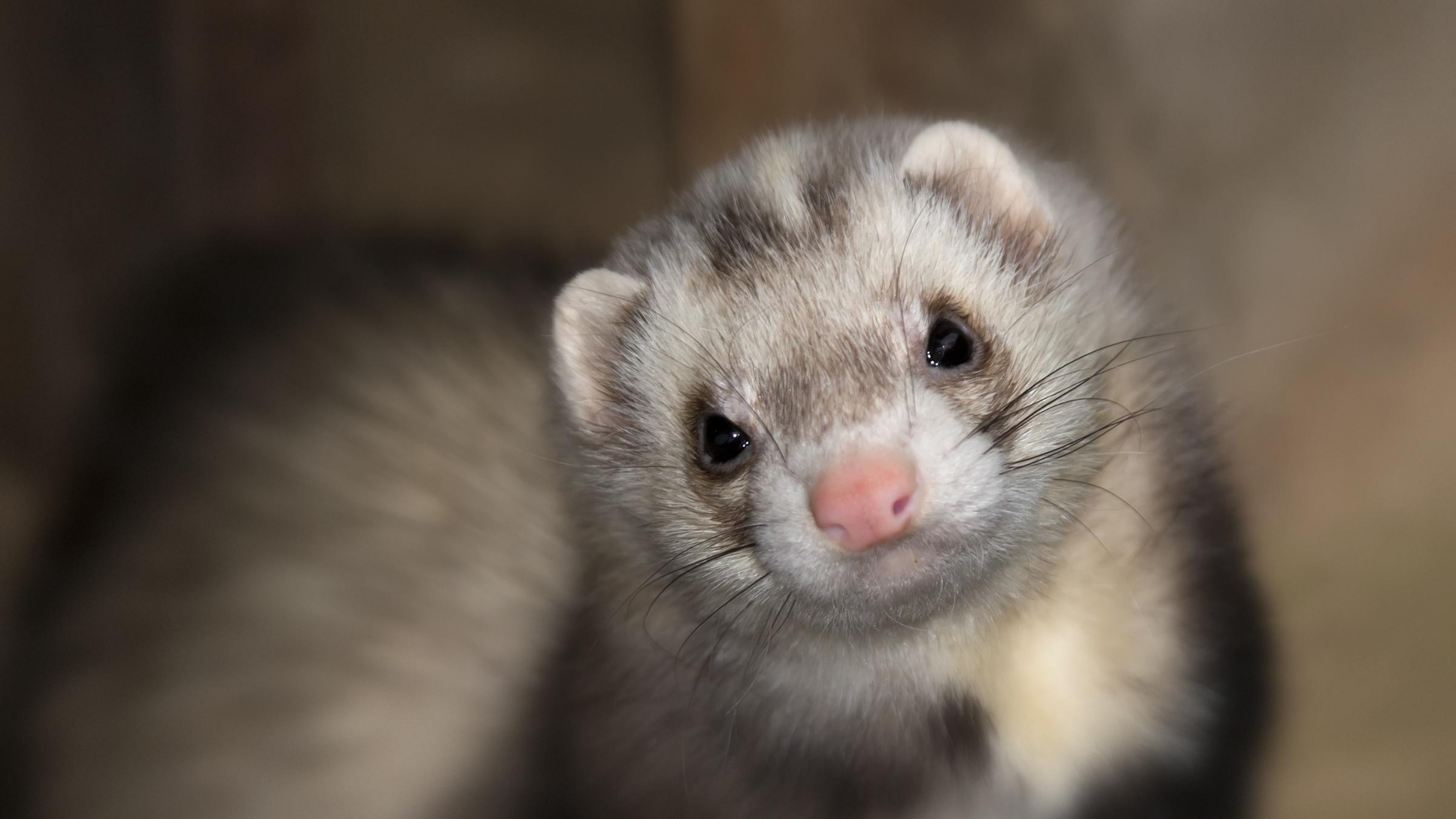 A close up of a ferret's face