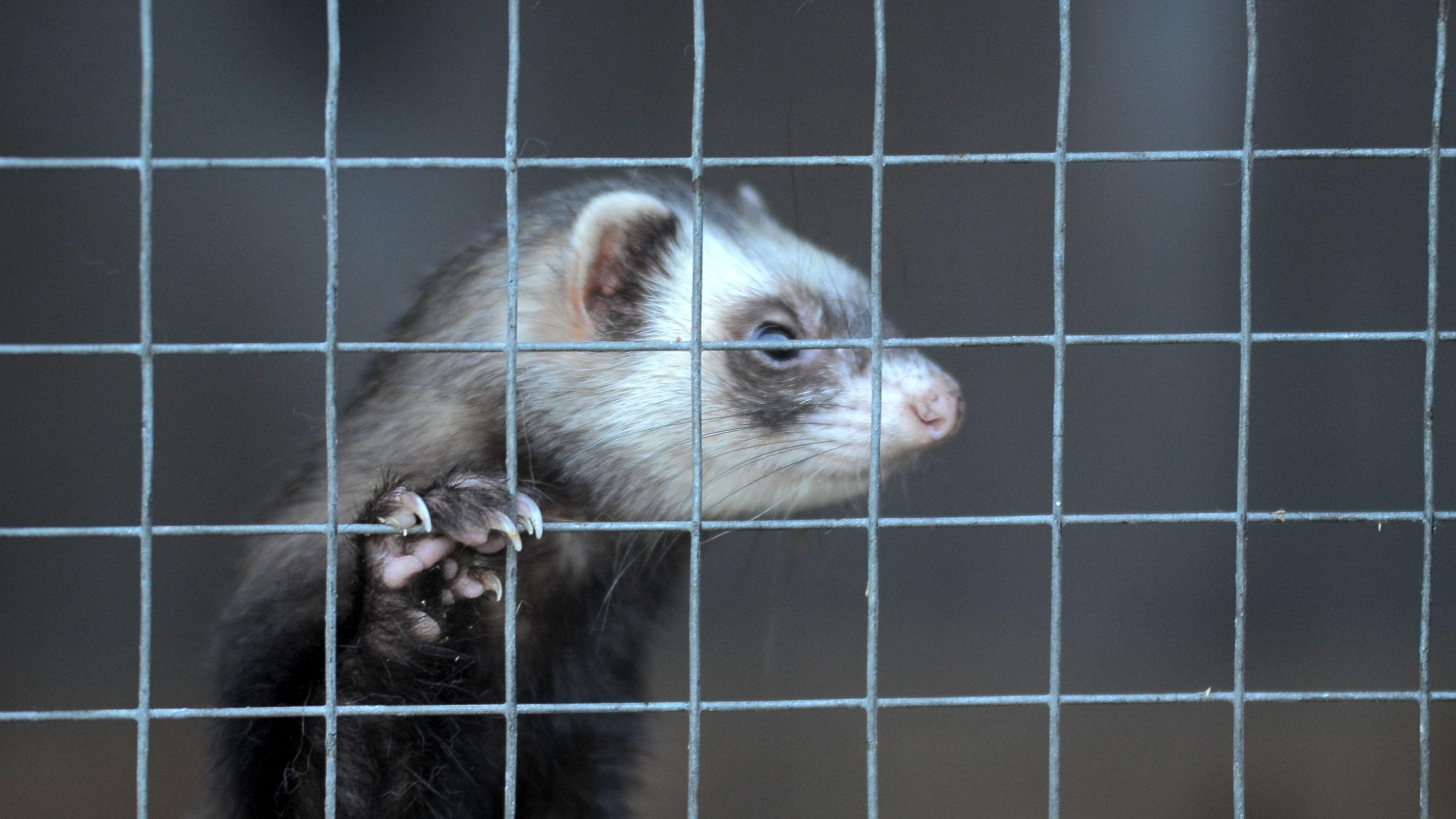 A ferret clings to cage bars