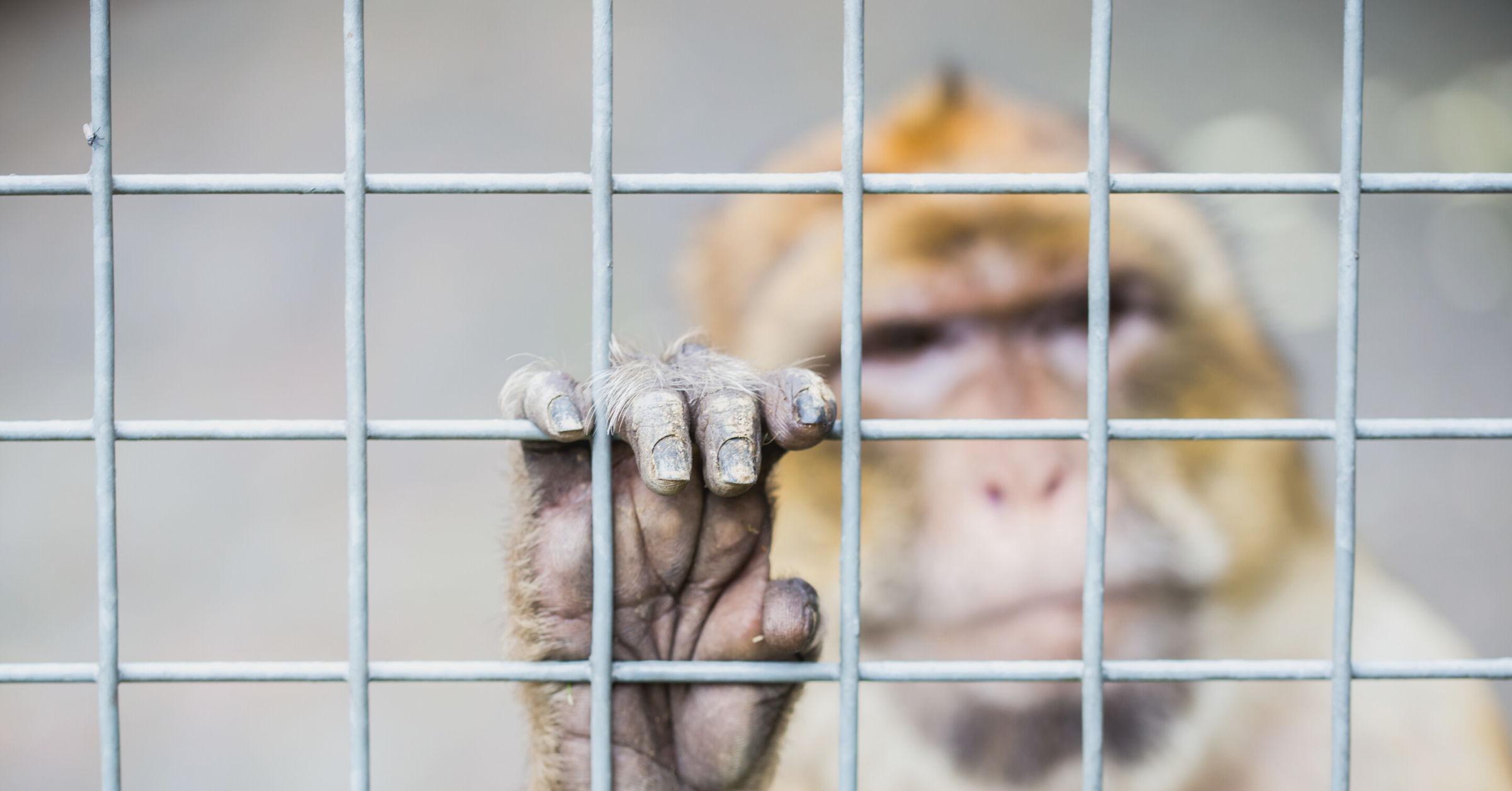 The hand of a rhesus macaque clings to metal caging, his face blurred out of focus behind