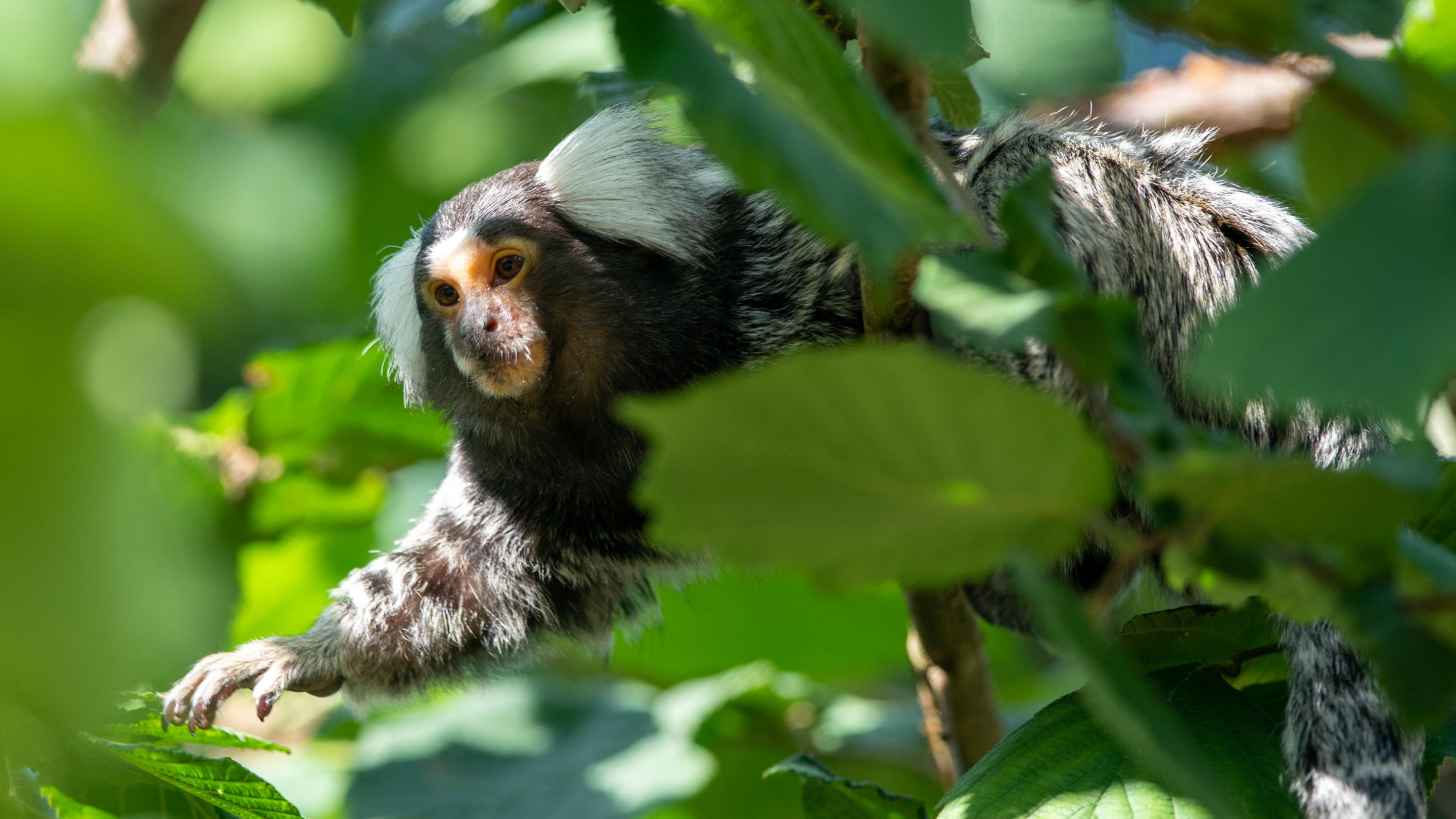 Surrounded by green leaves, marmoset clings to a branch