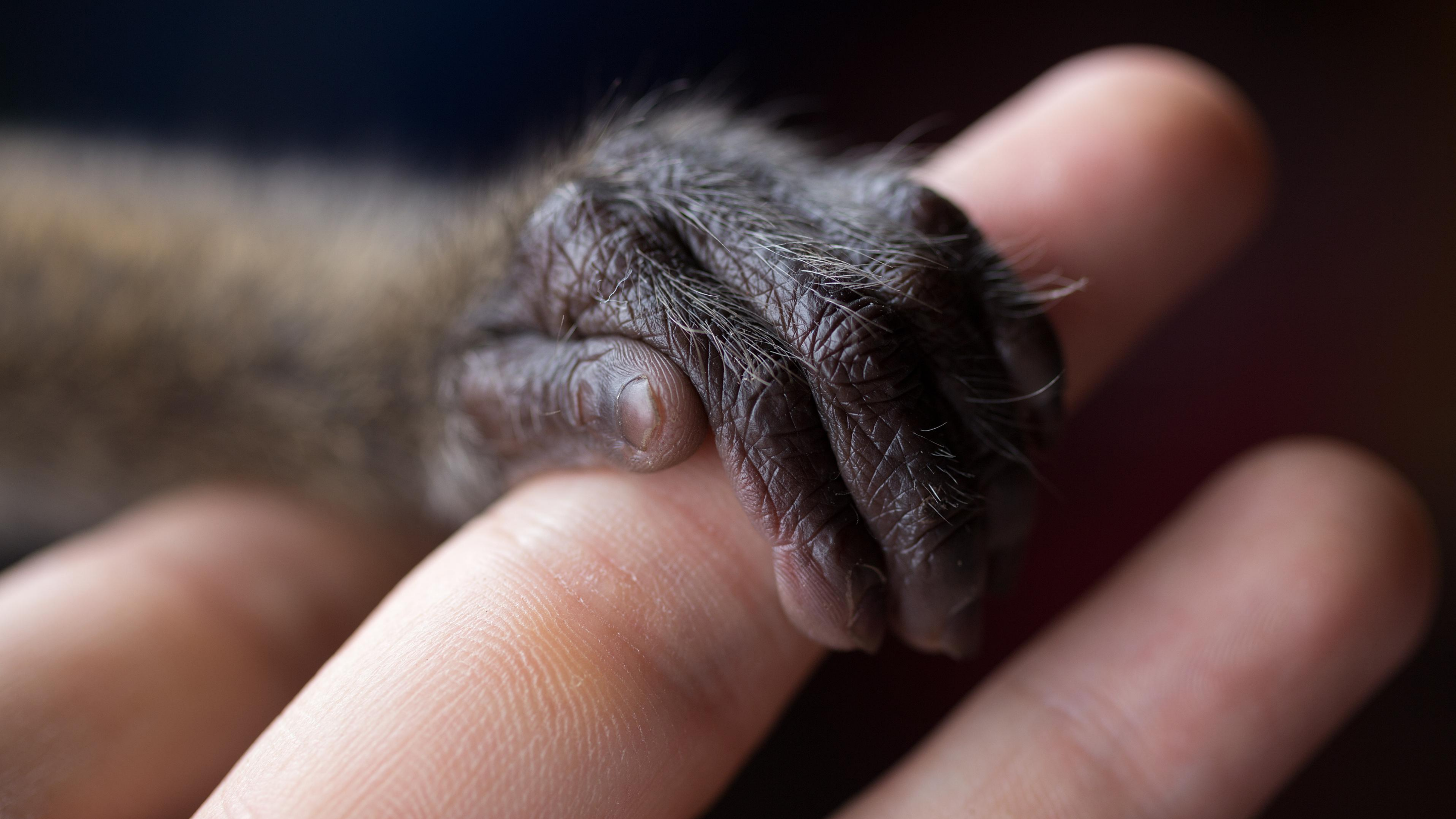 The small, furry hand of an infant monkey clutches a human finger