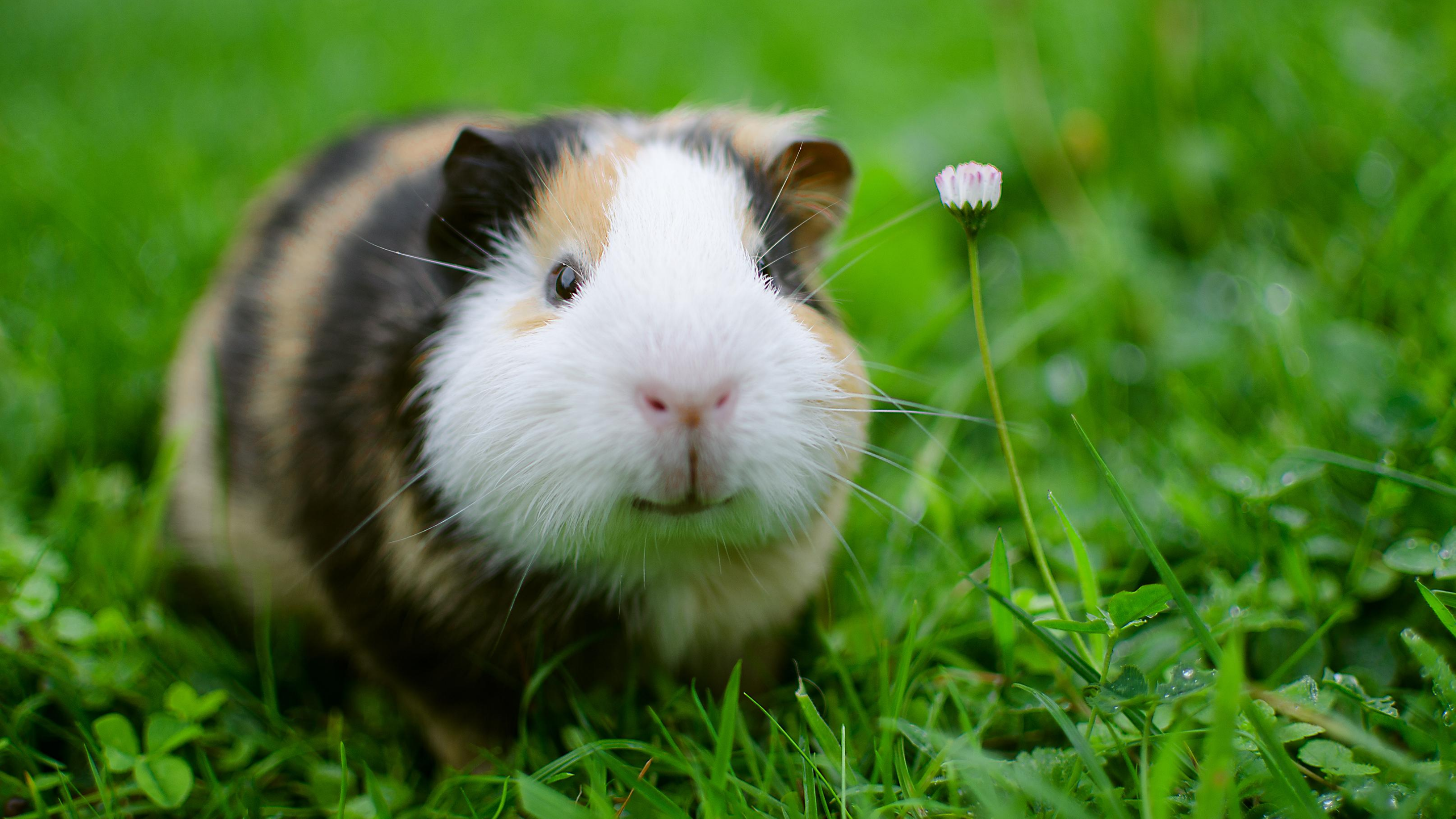 A guinea pig looks as if it it smiling as it stands in green grass