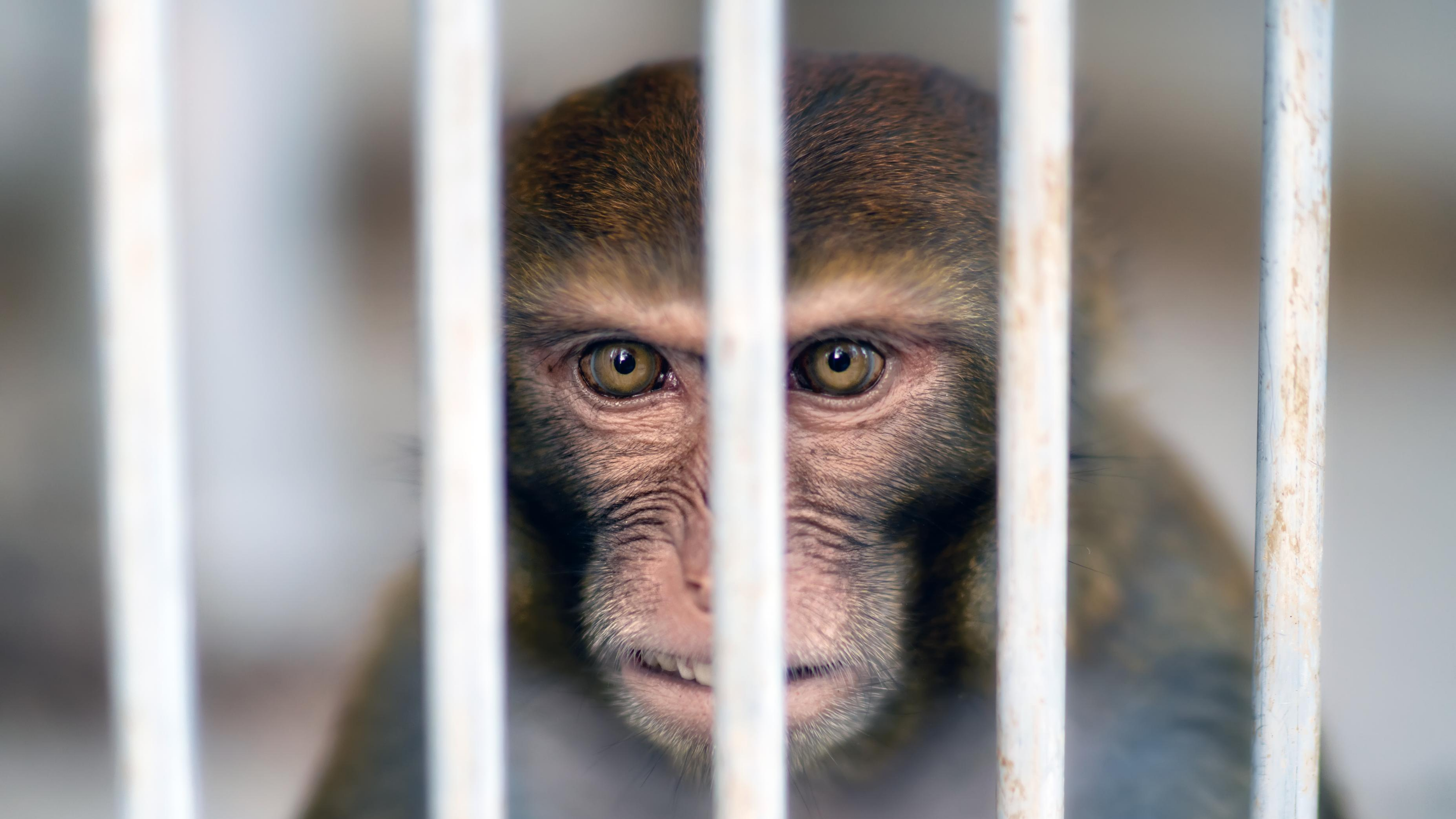 A monkey trapped in a cage