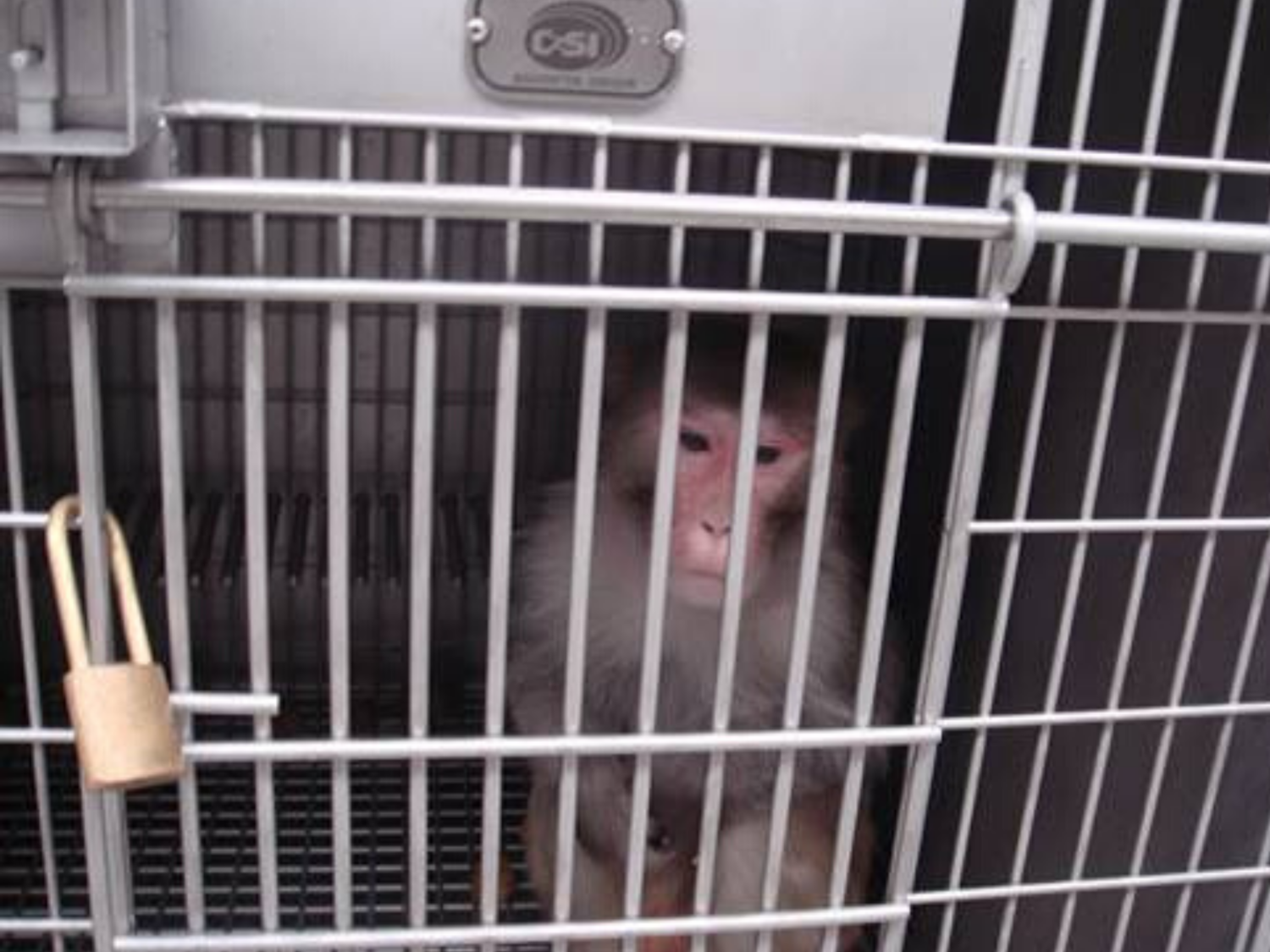 Loverboy, a melancholy rhesus monkey, sits alone in a sterile, cold, metal cage