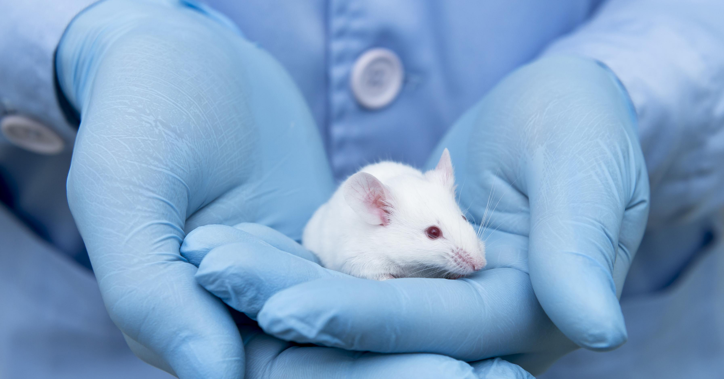 A small white mouse is cradled in human hands clad in sterile blue gloves