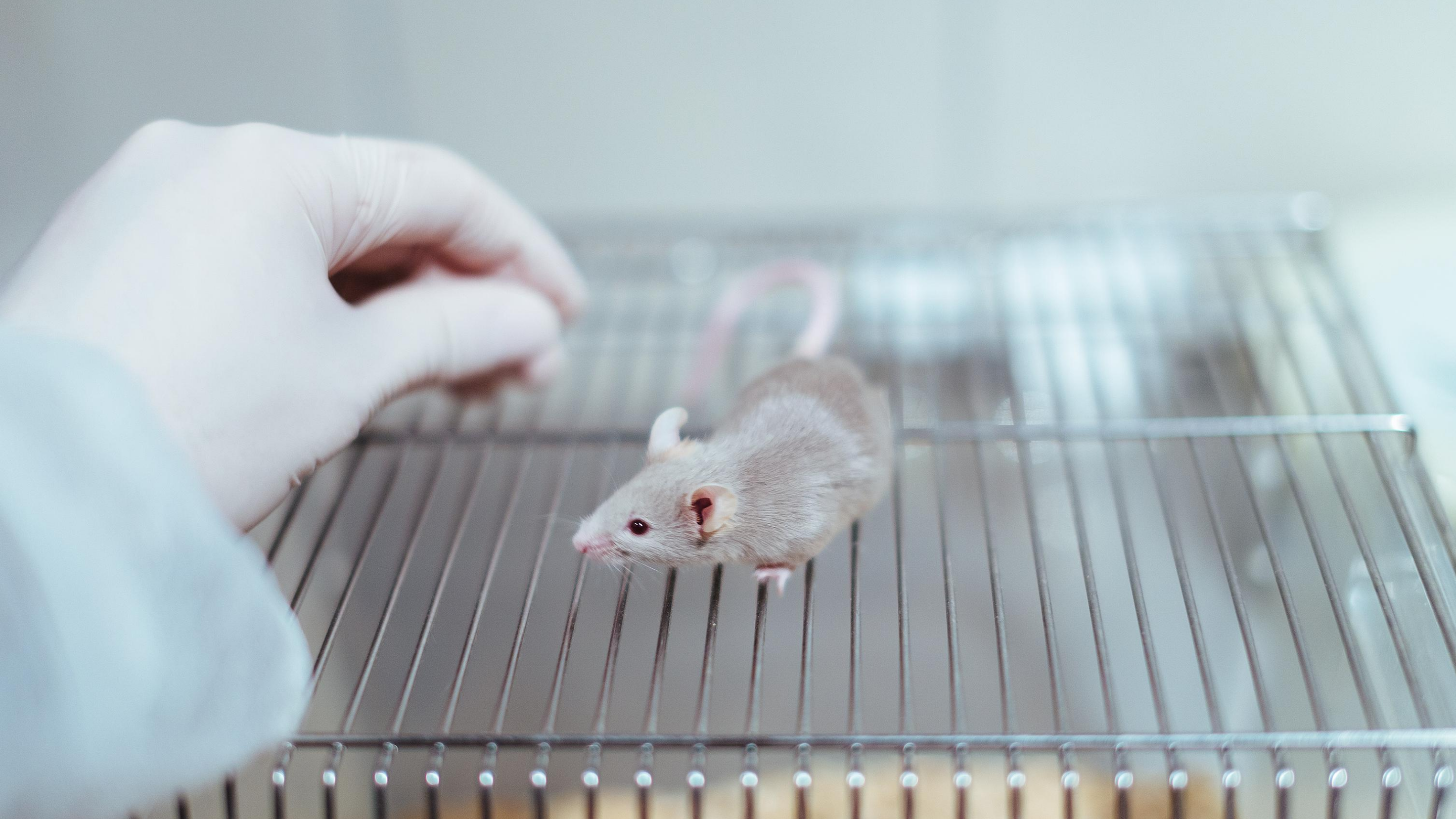 A medical-gloved hand reaches toward a timid mouse perched atop a metal cage