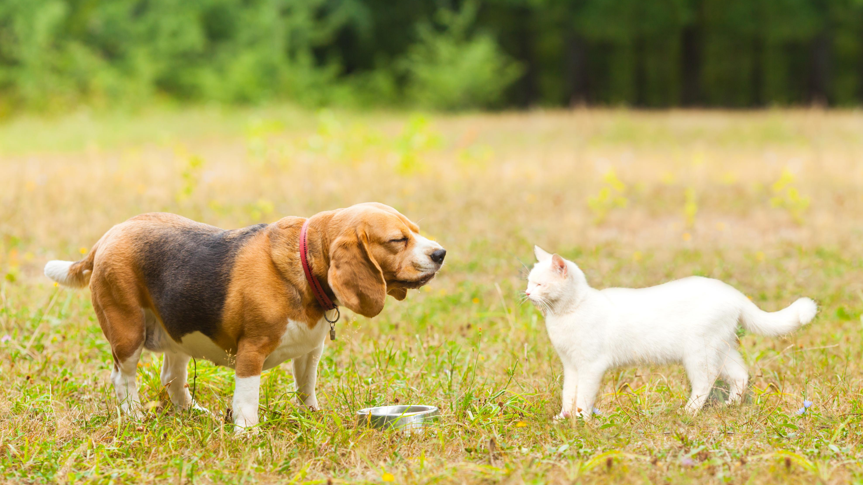 A beagle and a cat look at one another, standing in green grass