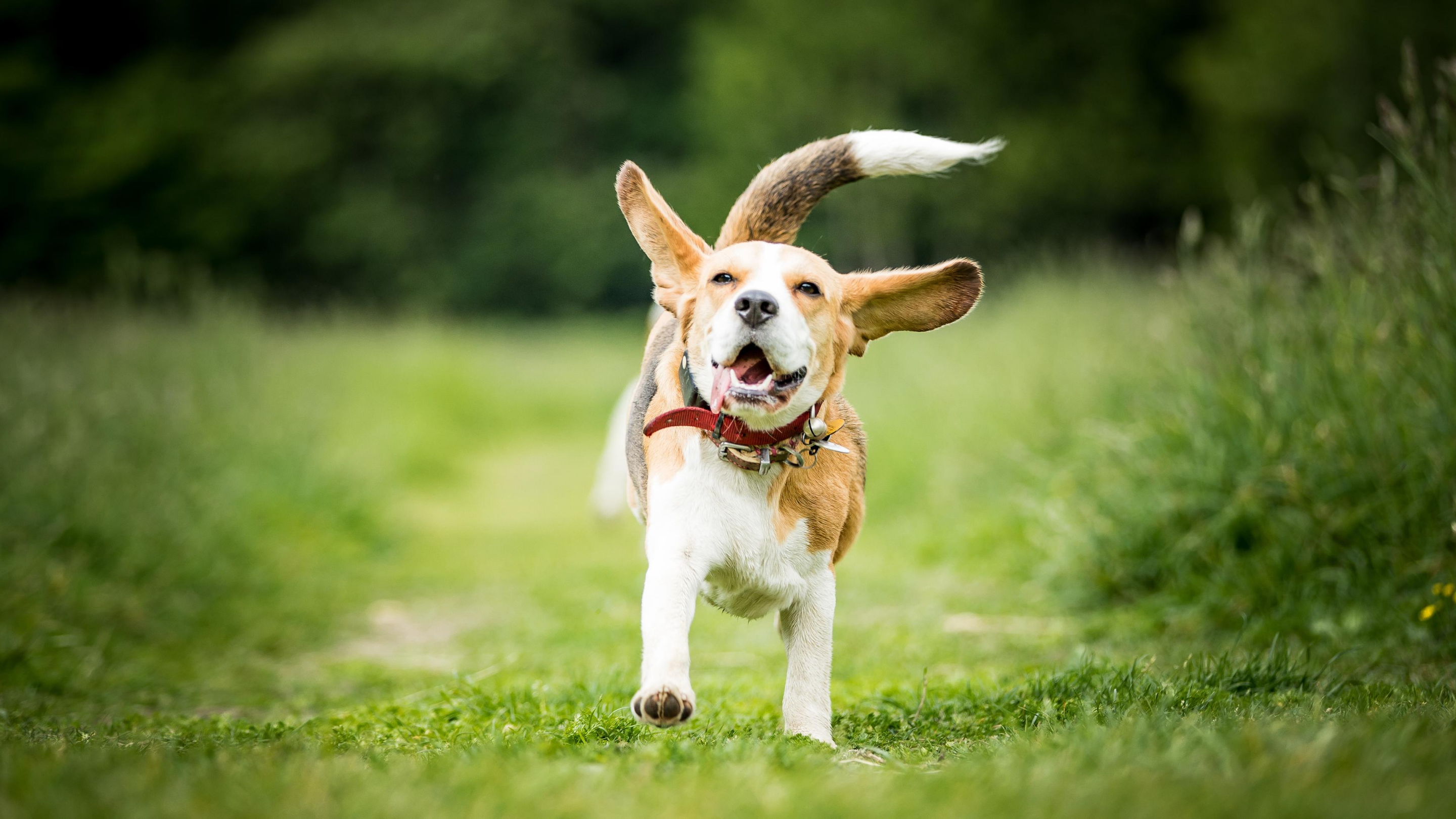 A beagle runs happily through a green field