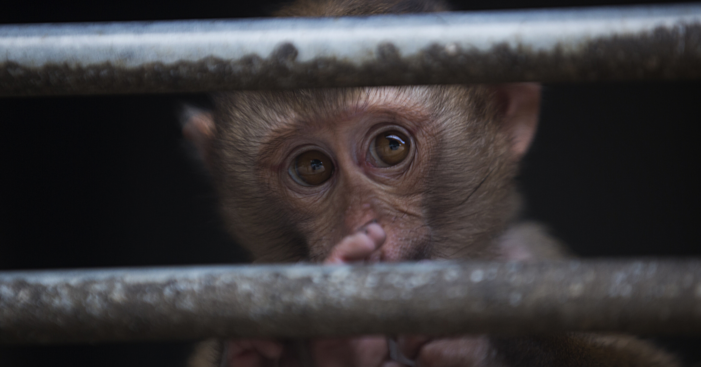 The face of a baby monkey peers between metal cage bars