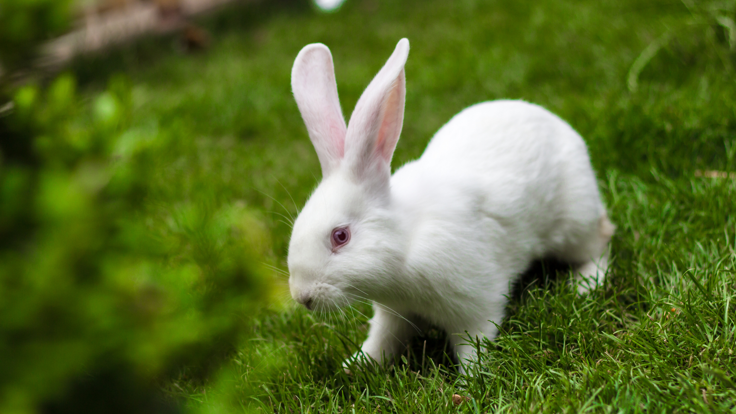 A rabbit in the grass