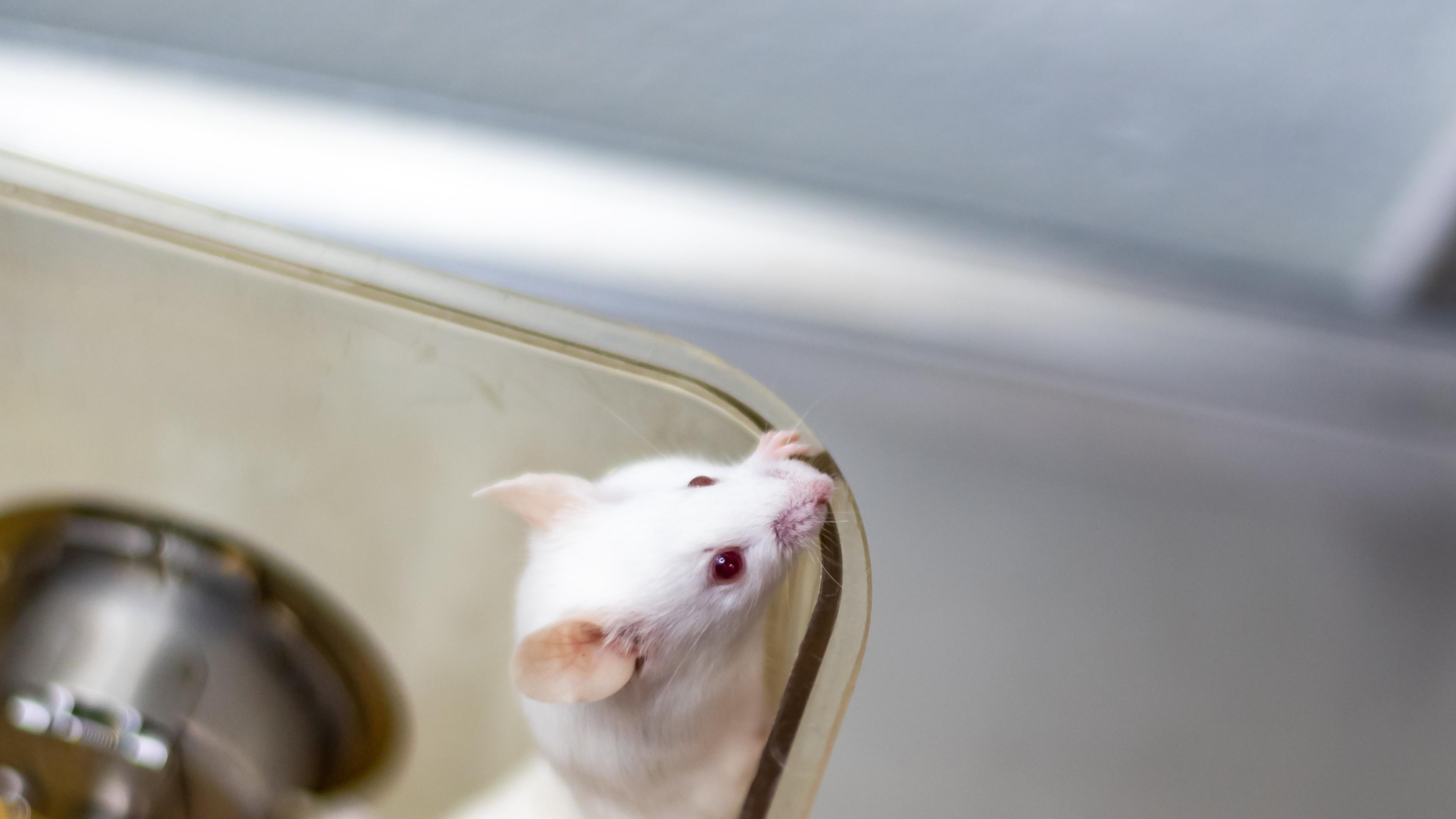 A small, white mouse clings to the inside of a container