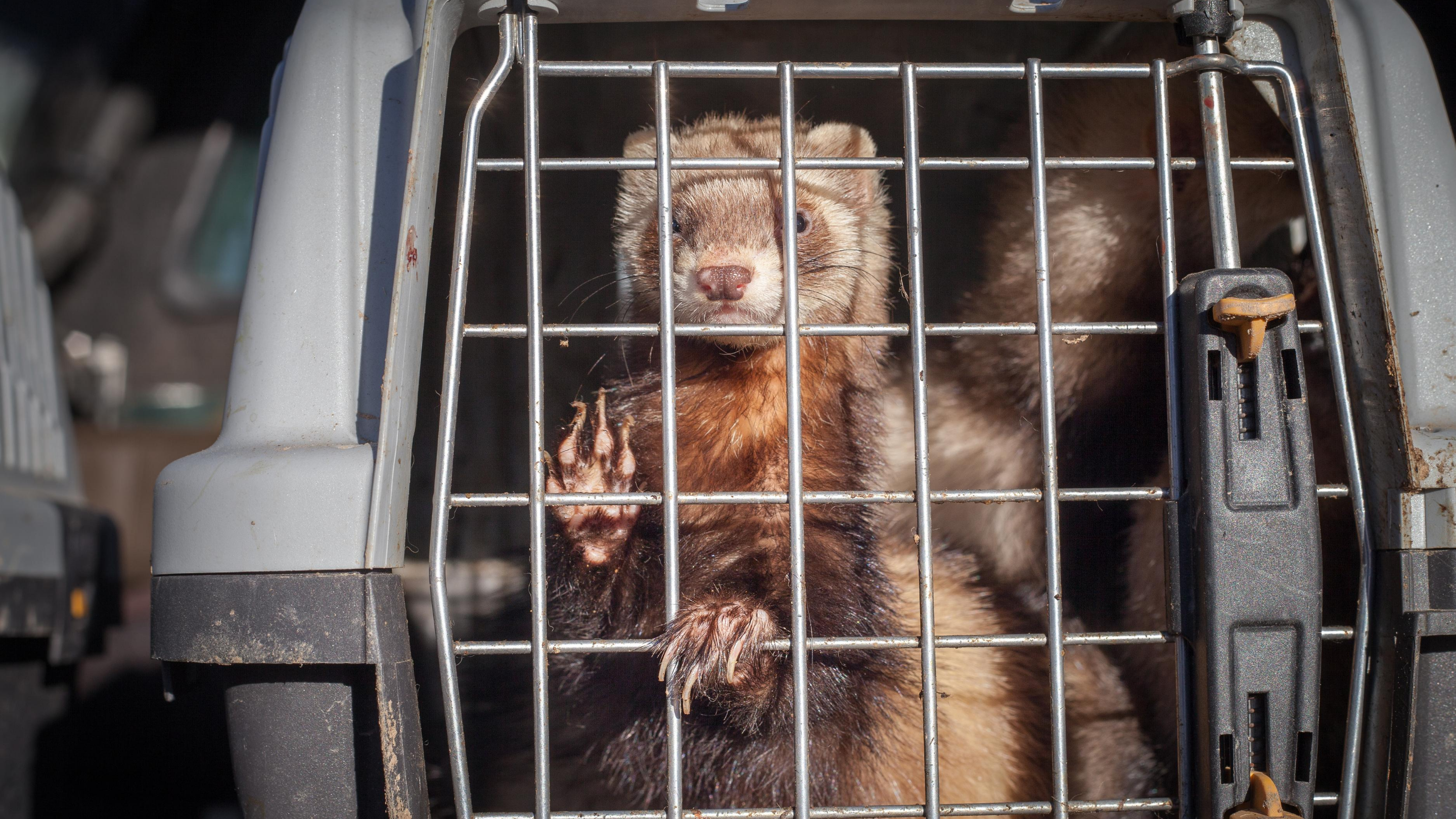 A ferret holds on to the cage bars in front of him