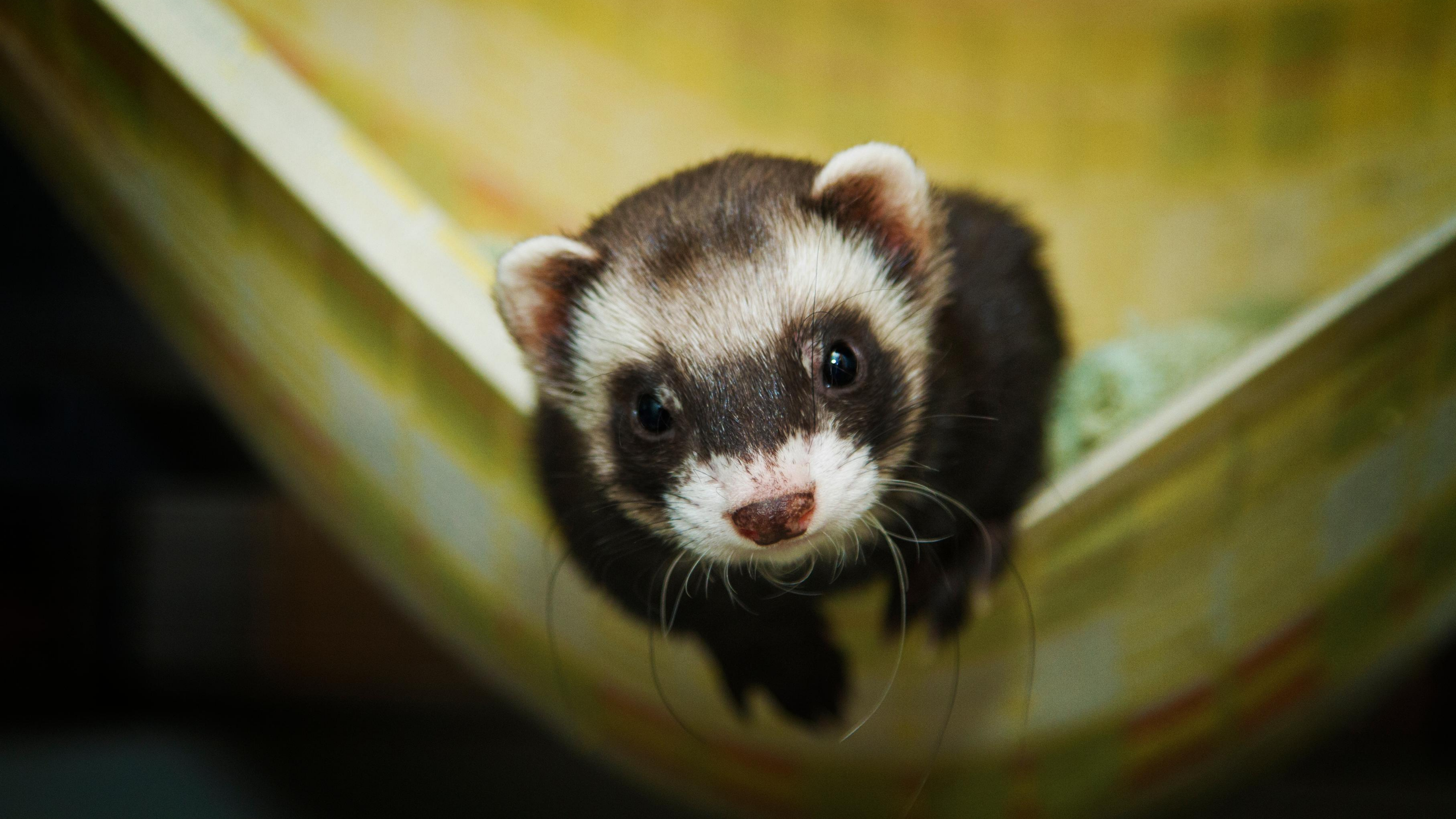 A ferret looks up sweetly