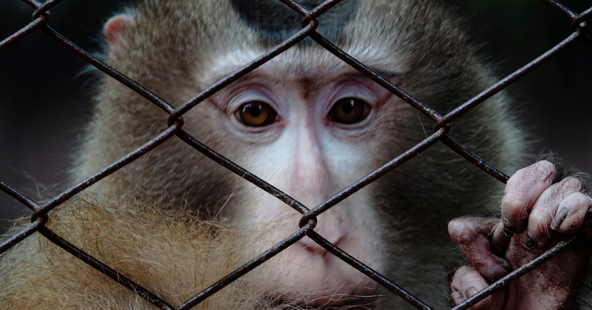 A rhesus macaque peers through the metal wiring of a cage