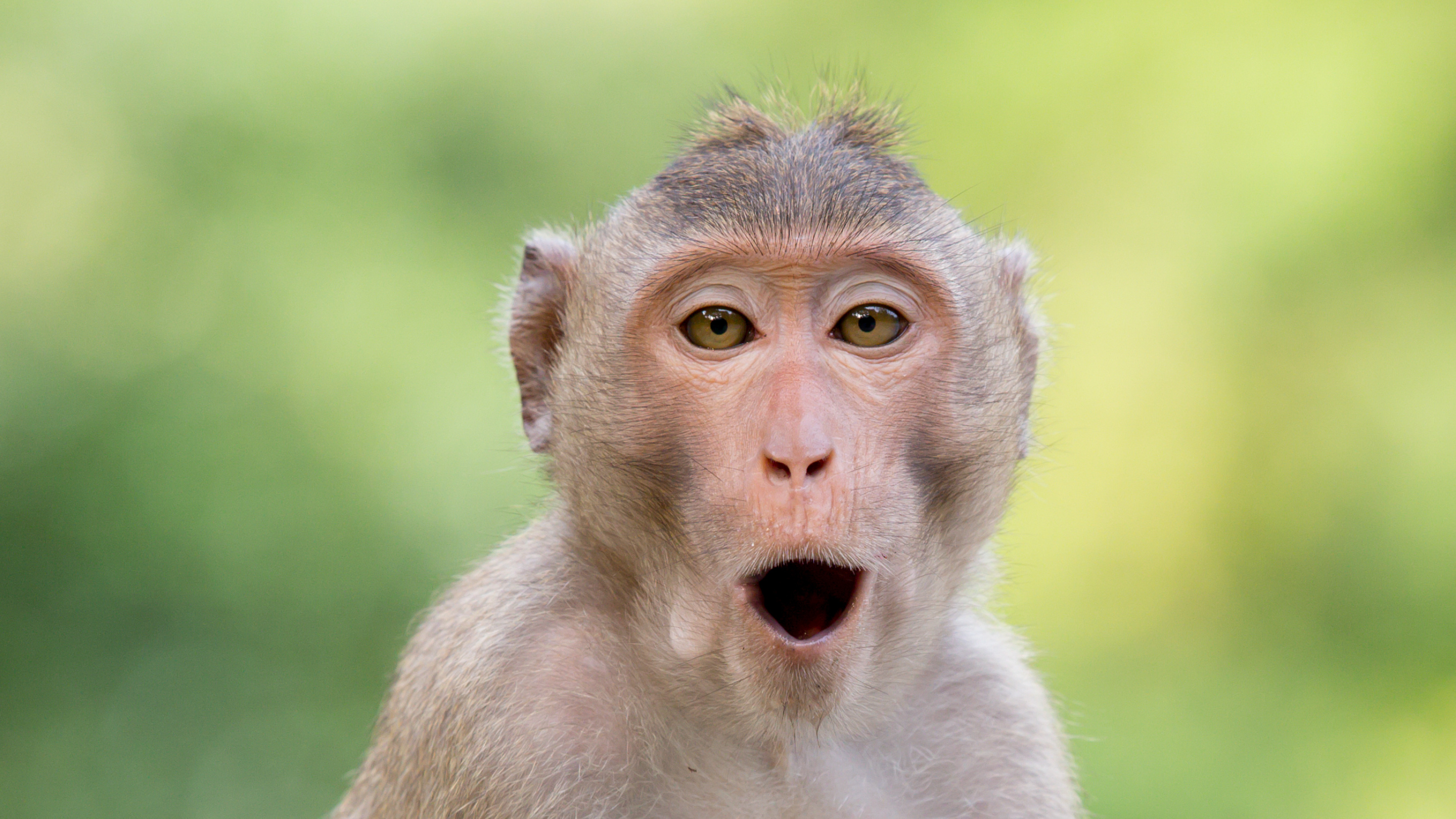 Image of a macaque monkey, open-mouthed and wide-eyed, against a lush green background