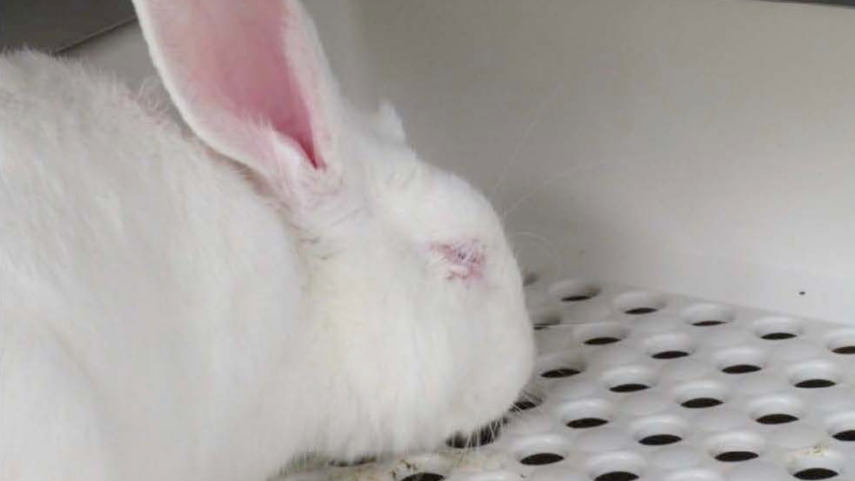 A white rabbit with a swollen-shut, pink eye visible, cowers in a white plastic cage