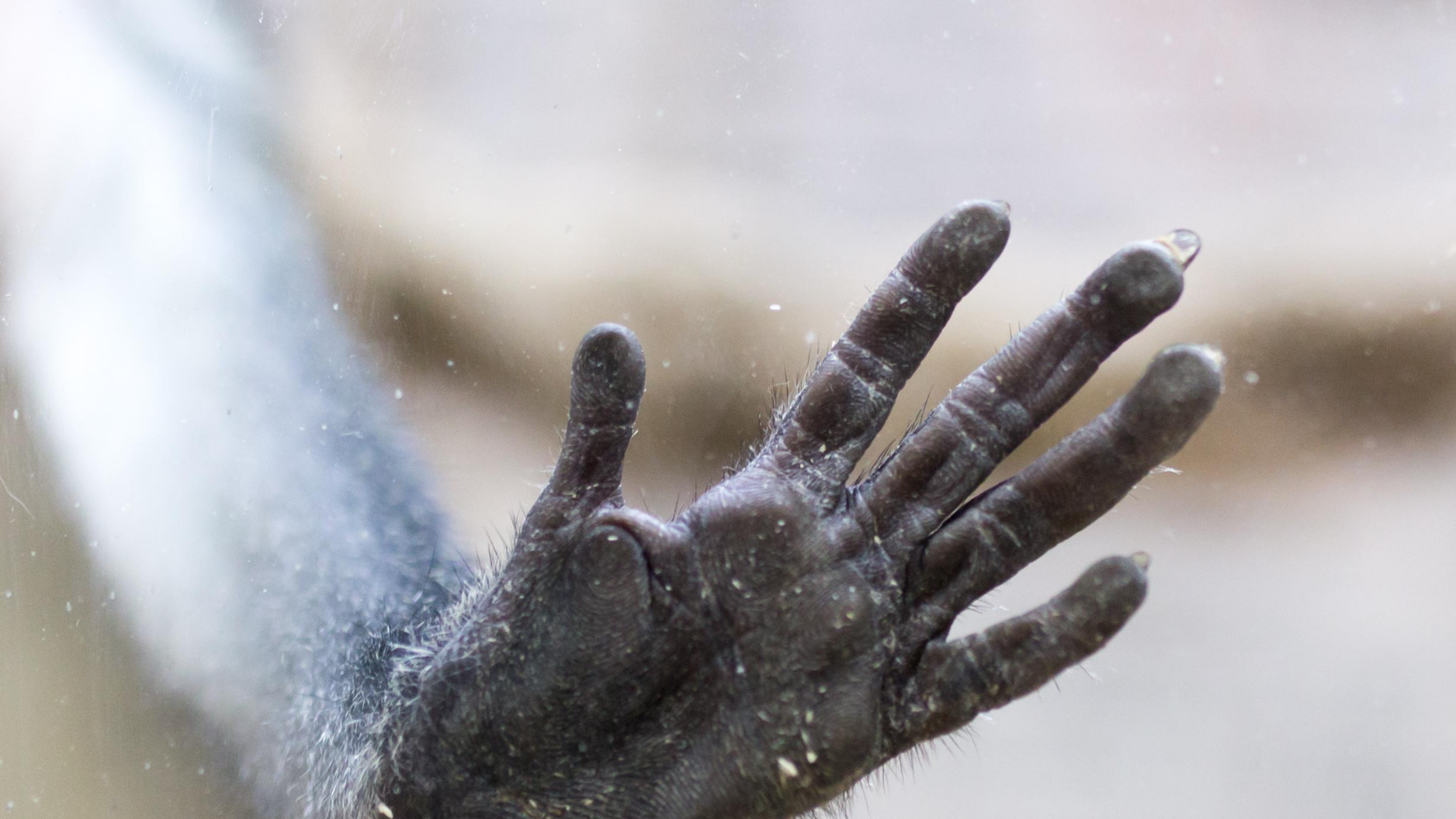 A close up of a monkey's paw