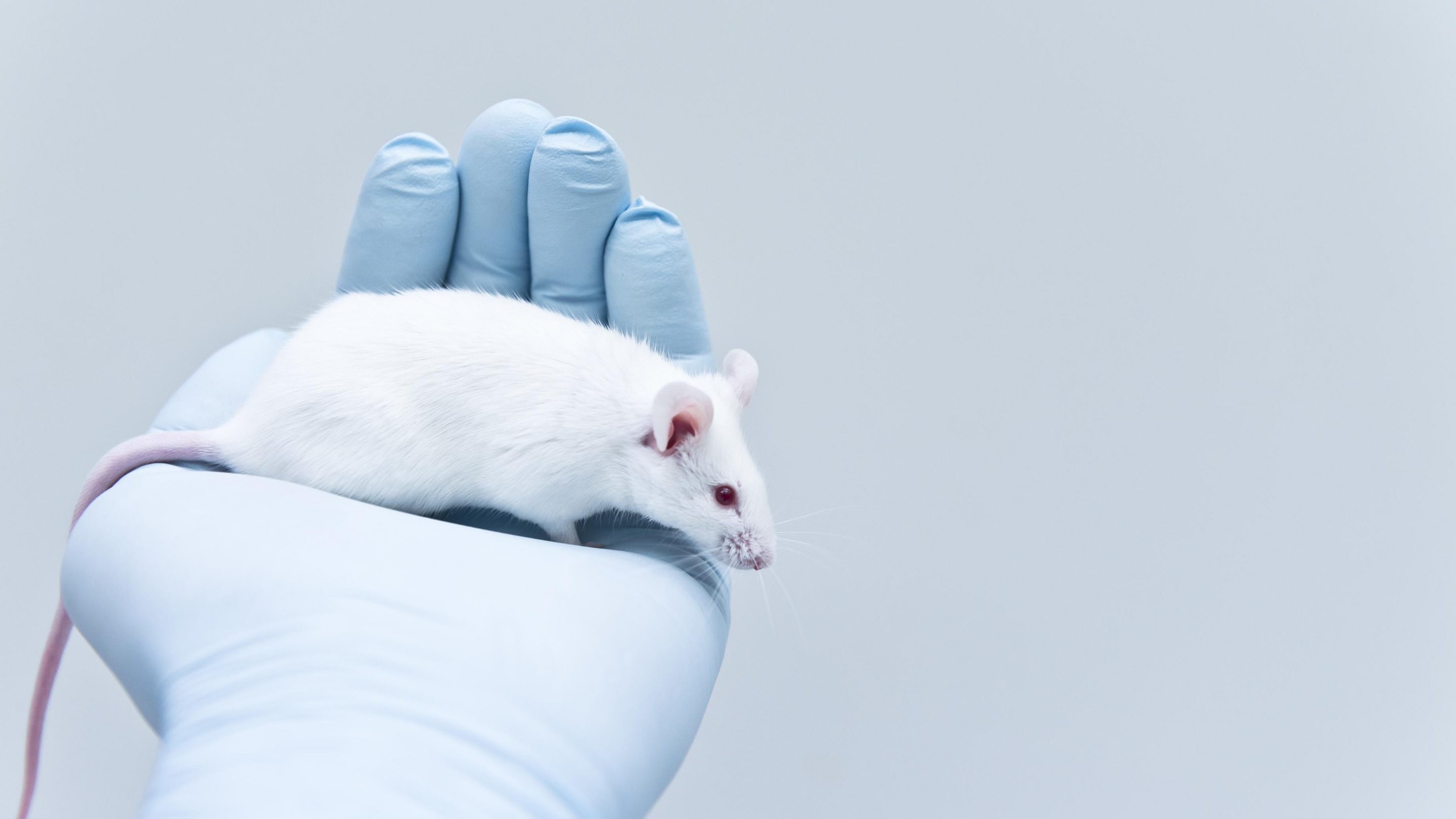 A white mouse rests in a gloved hand