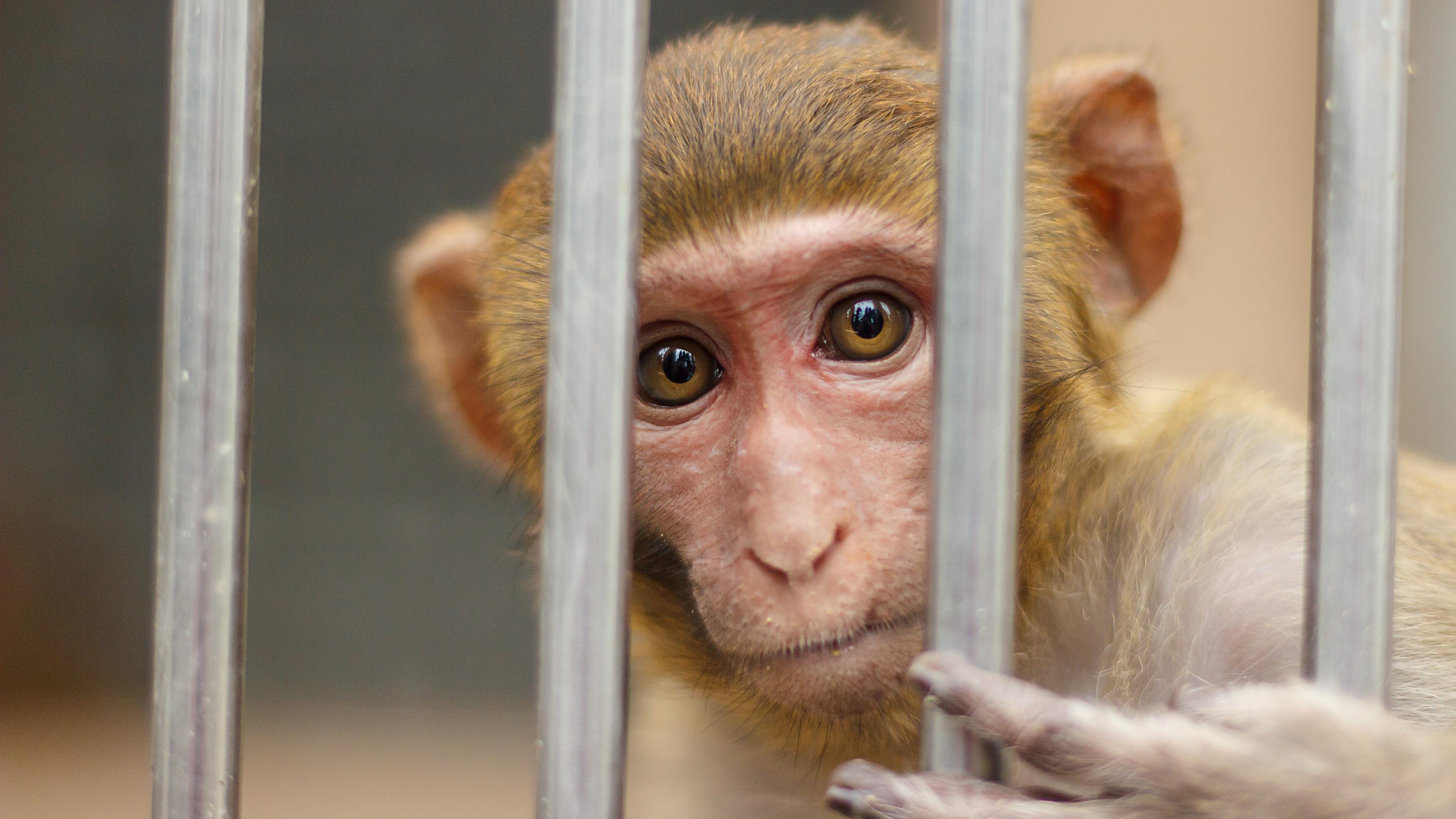 A macaque peers through steel cage bars