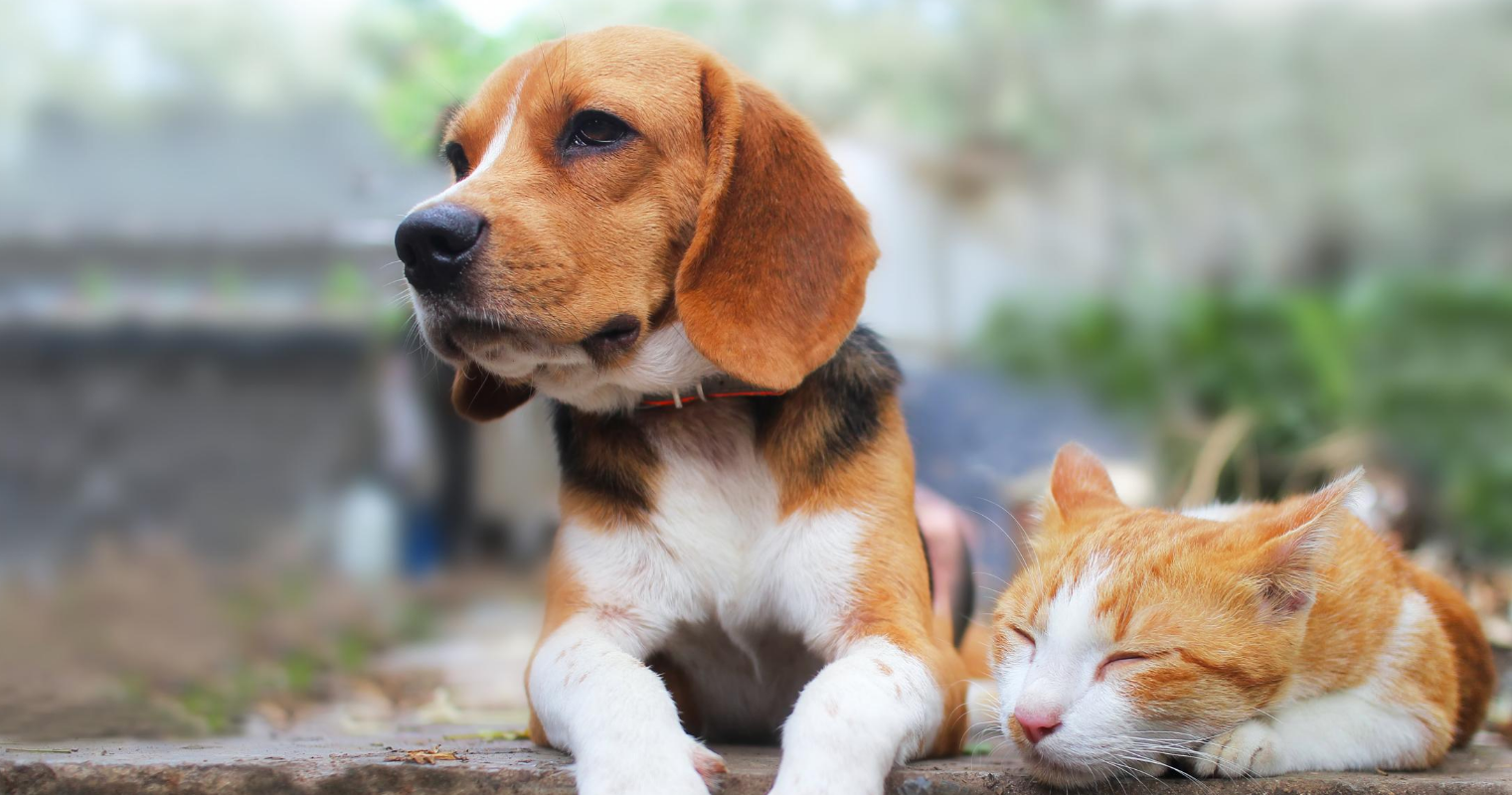 A beagle and a tabby cat lounge next to one another on a concrete outdoor stoop