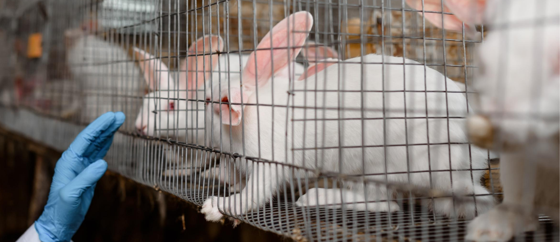A human hand in blue medical gloves reached towards white rabbits held in cages
